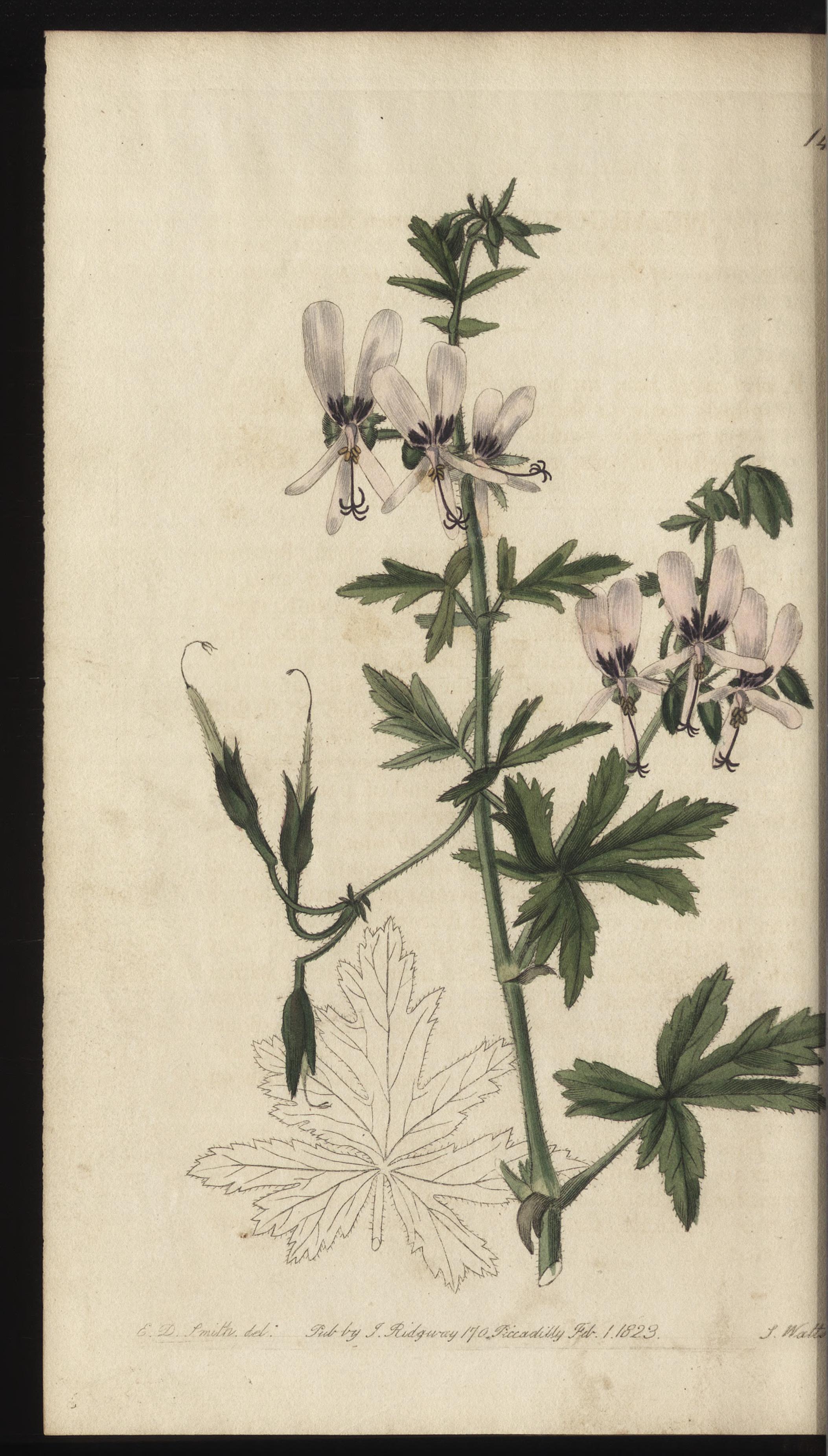 no full size  illustration available (3a)