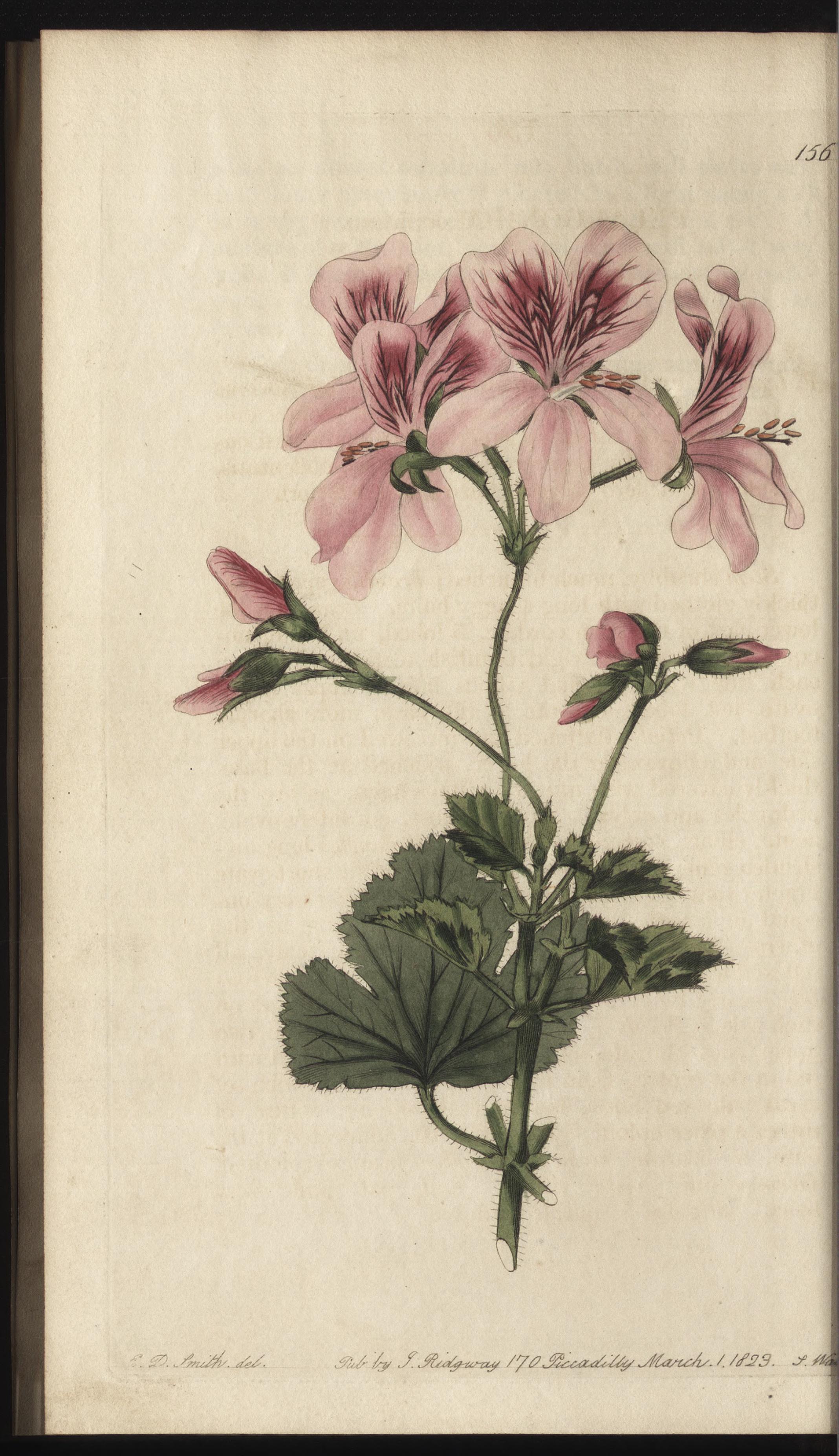 no full size  illustration available (3a)