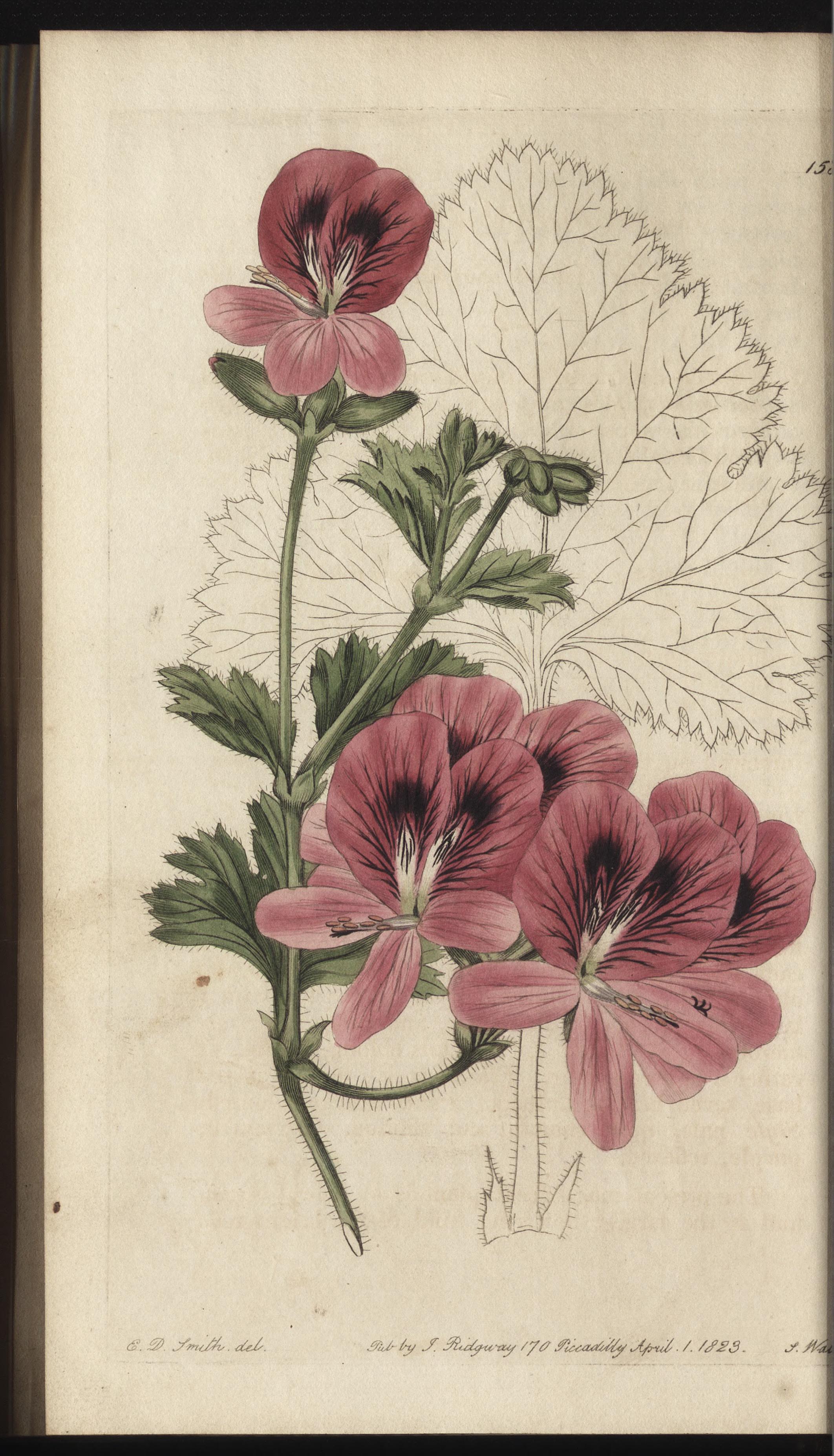 no full size  illustration available (3a)