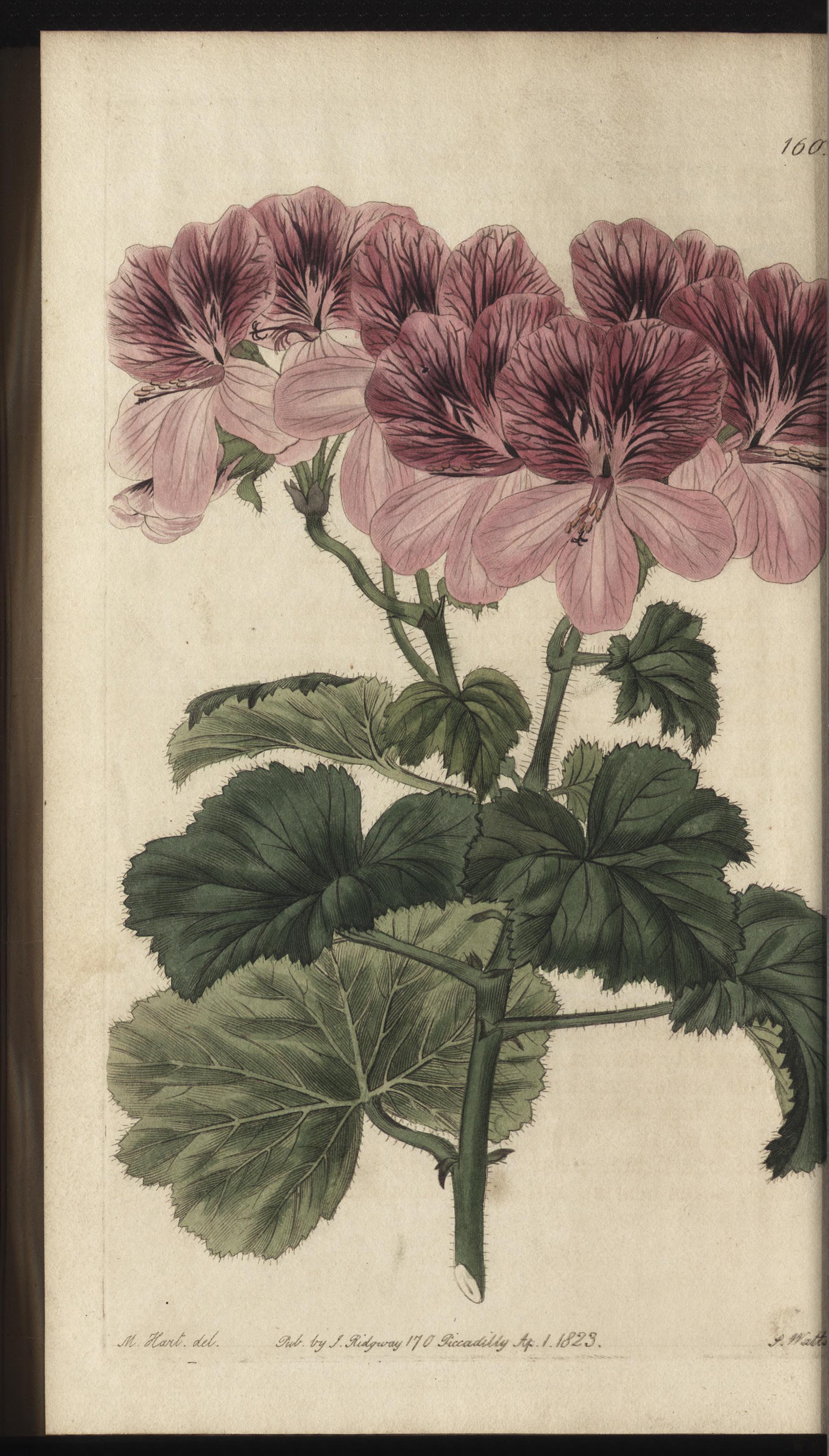 no full size  illustration available (3a)