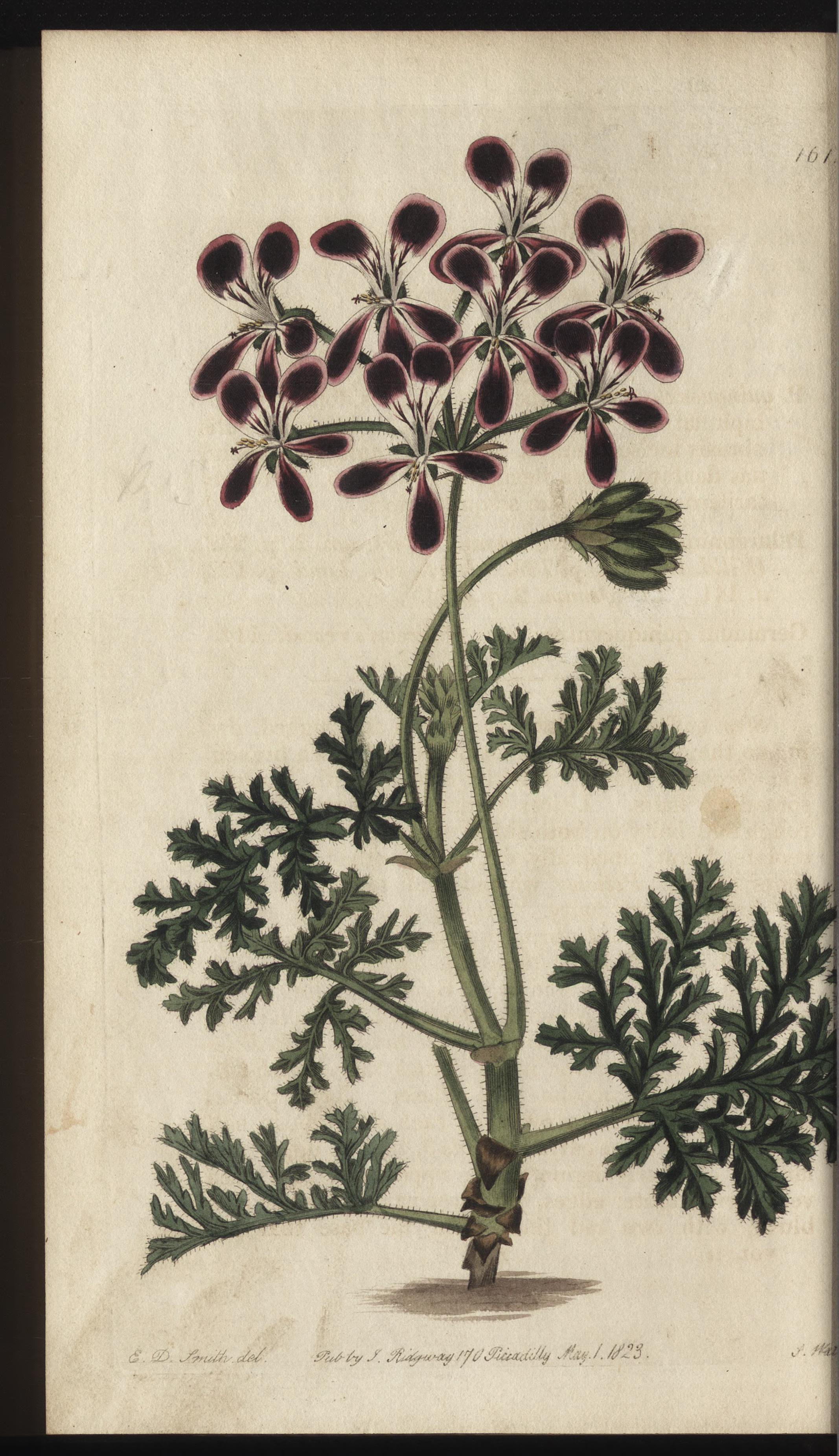 no full size  illustration available (3a)