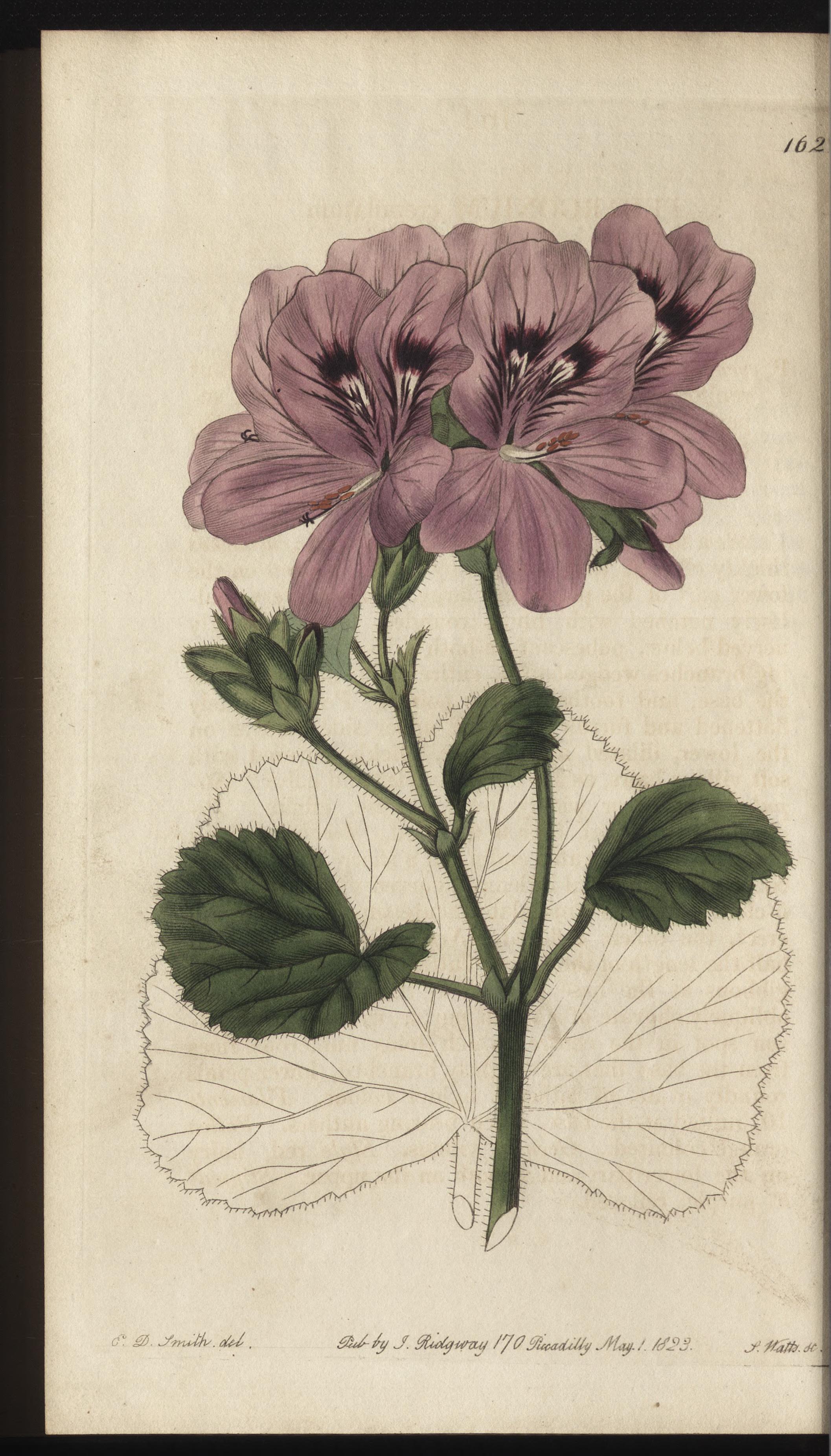 no full size  illustration available (3a)