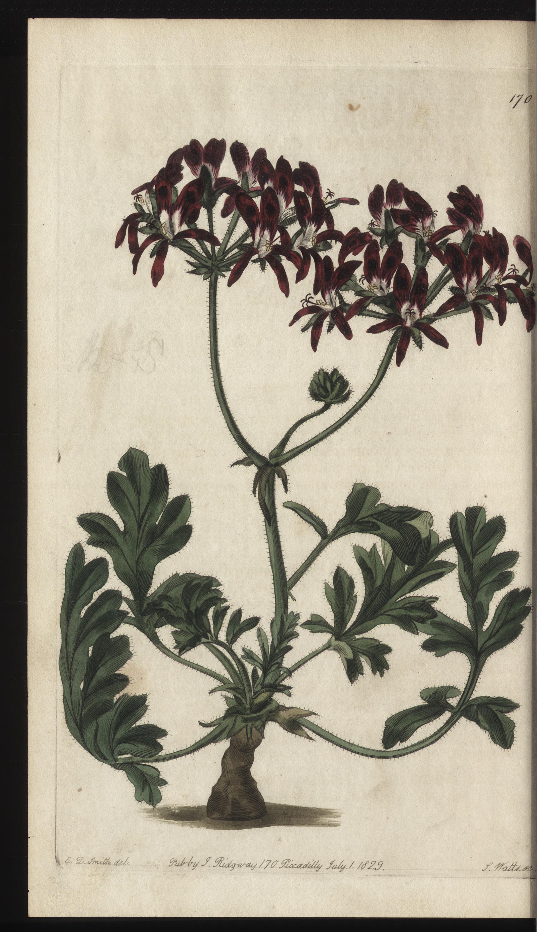 no full size  illustration available (3a)