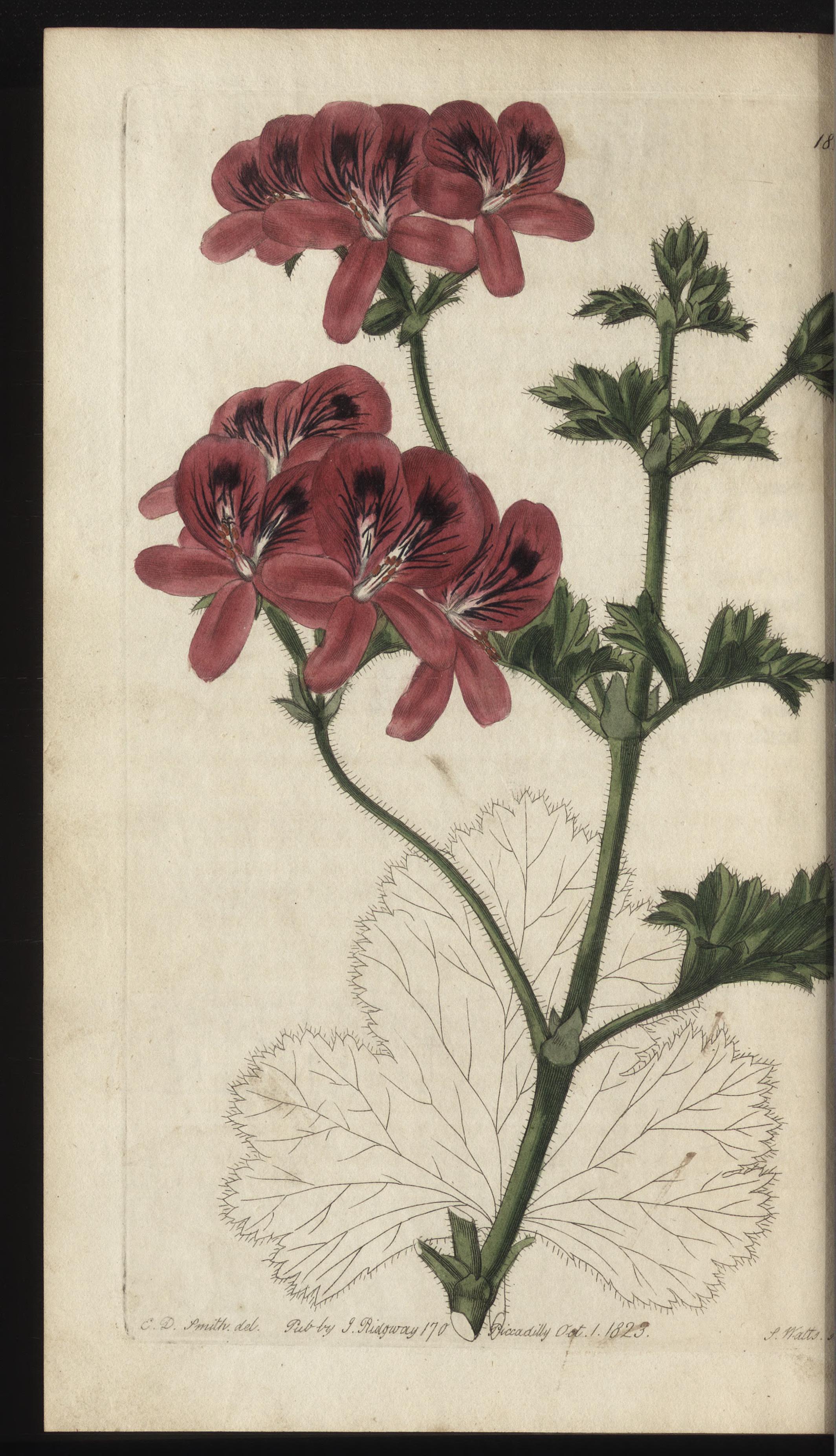 no full size  illustration available (3a)