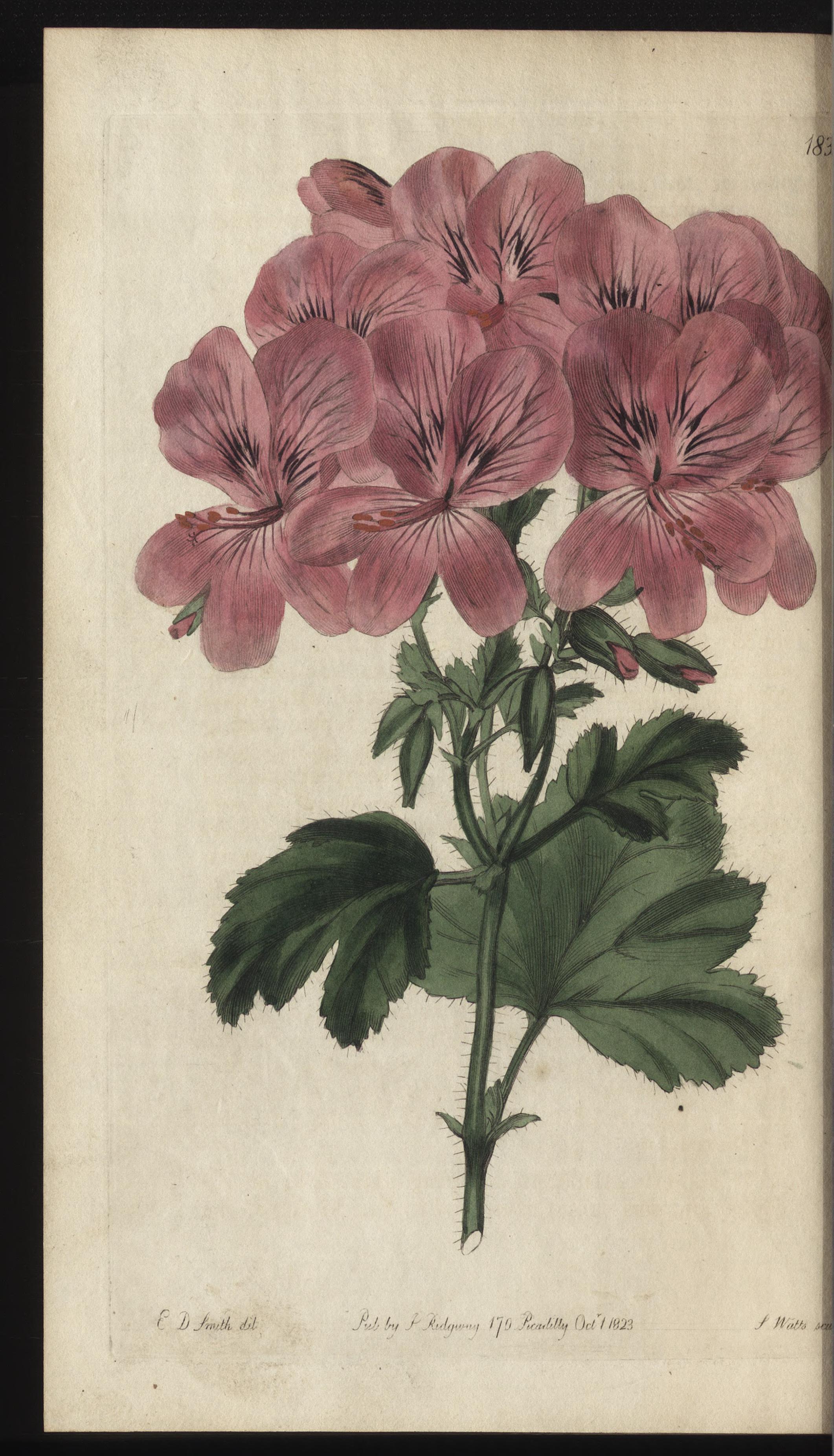 no full size  illustration available (3a)