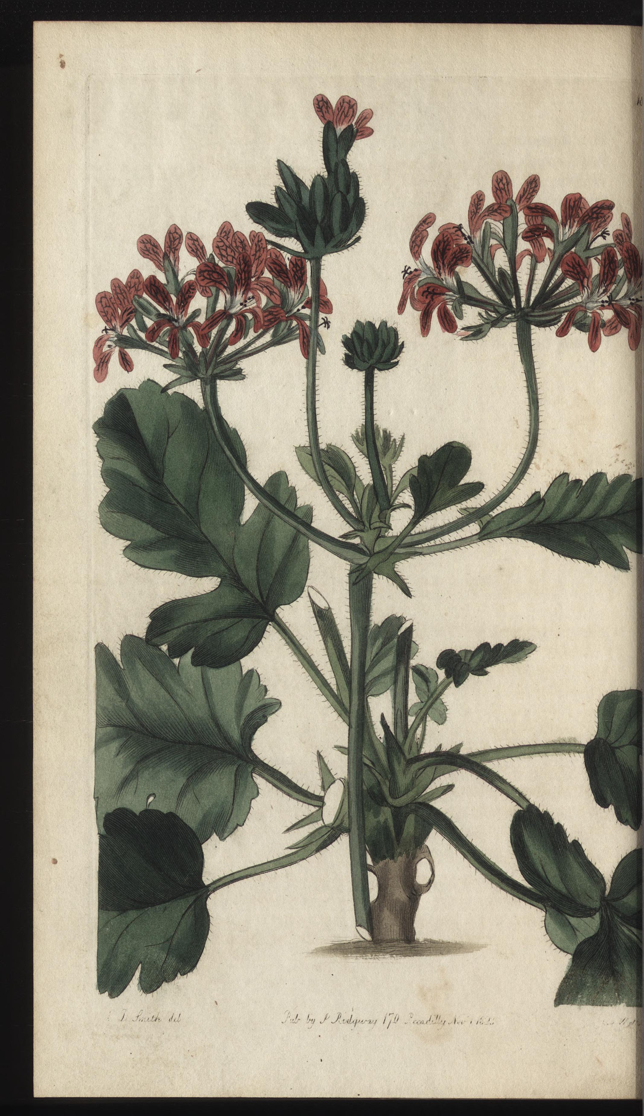 no full size  illustration available (3a)