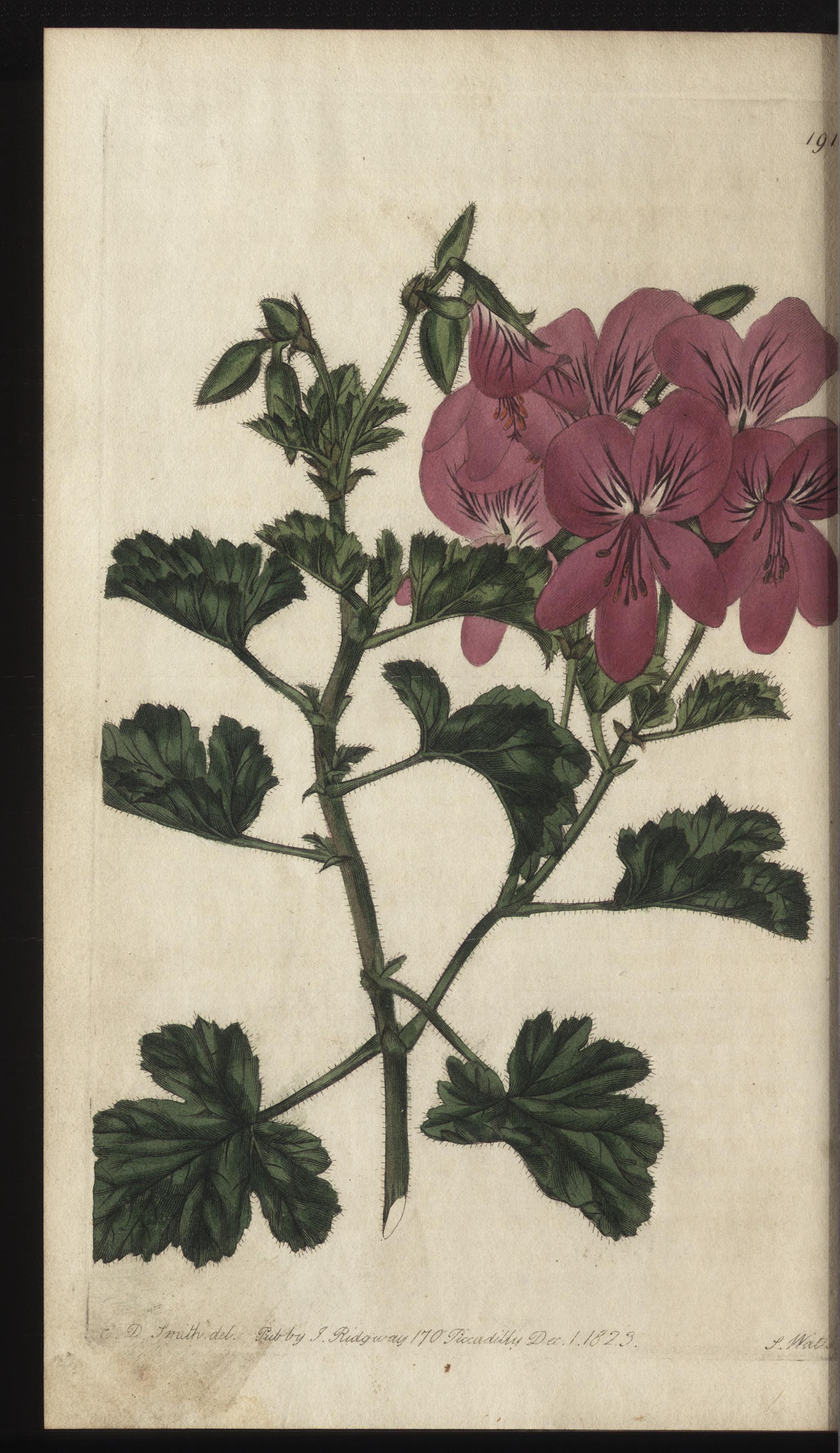 no full size  illustration available (3a)