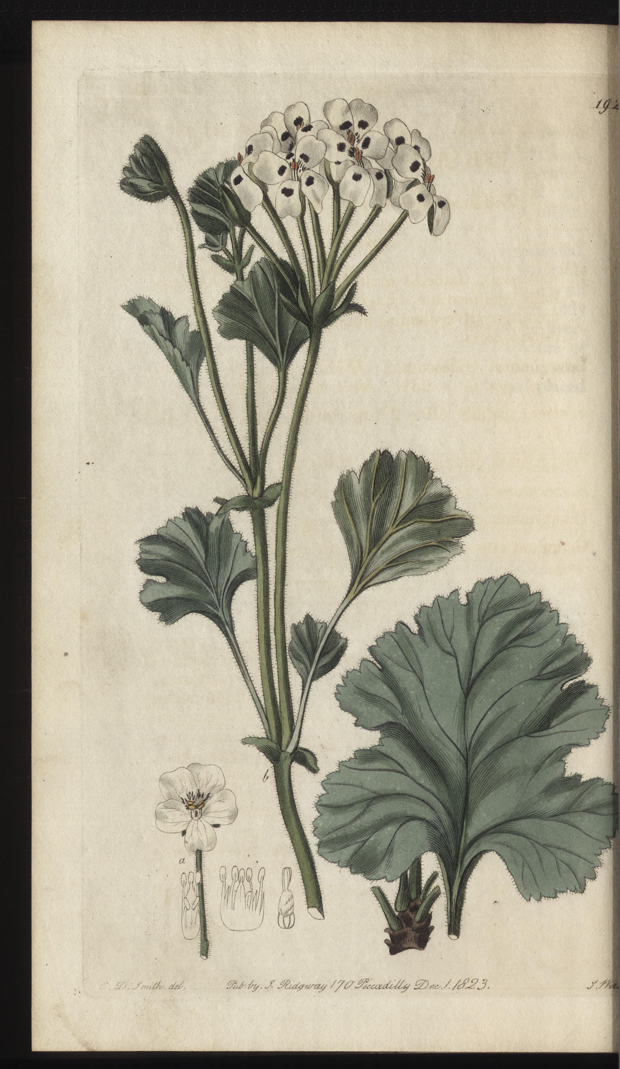 no full size  illustration available (3a)