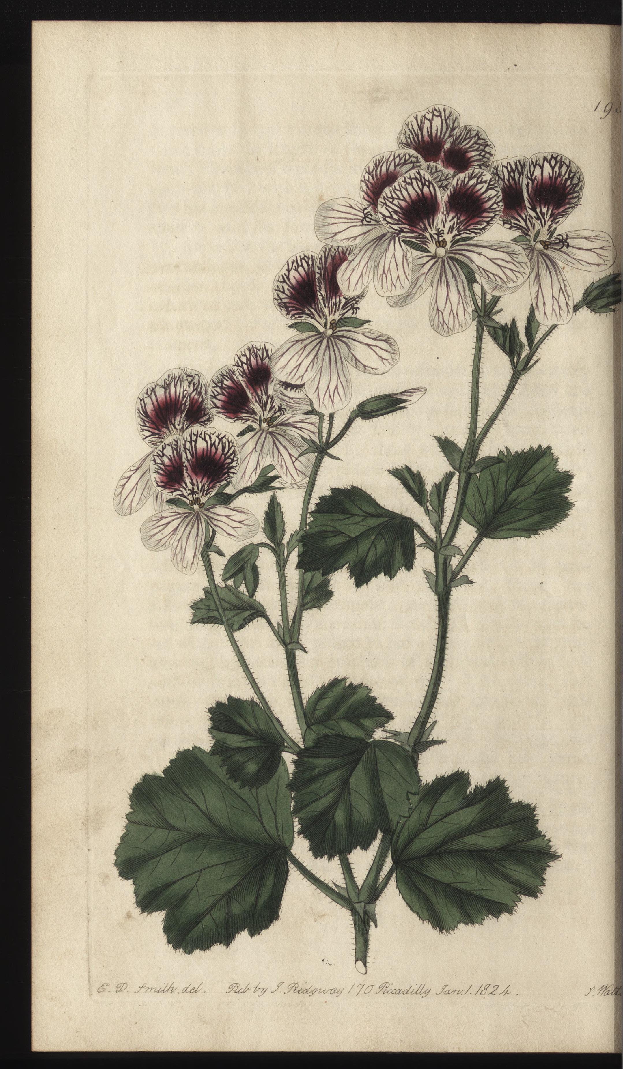 no full size  illustration available (3a)