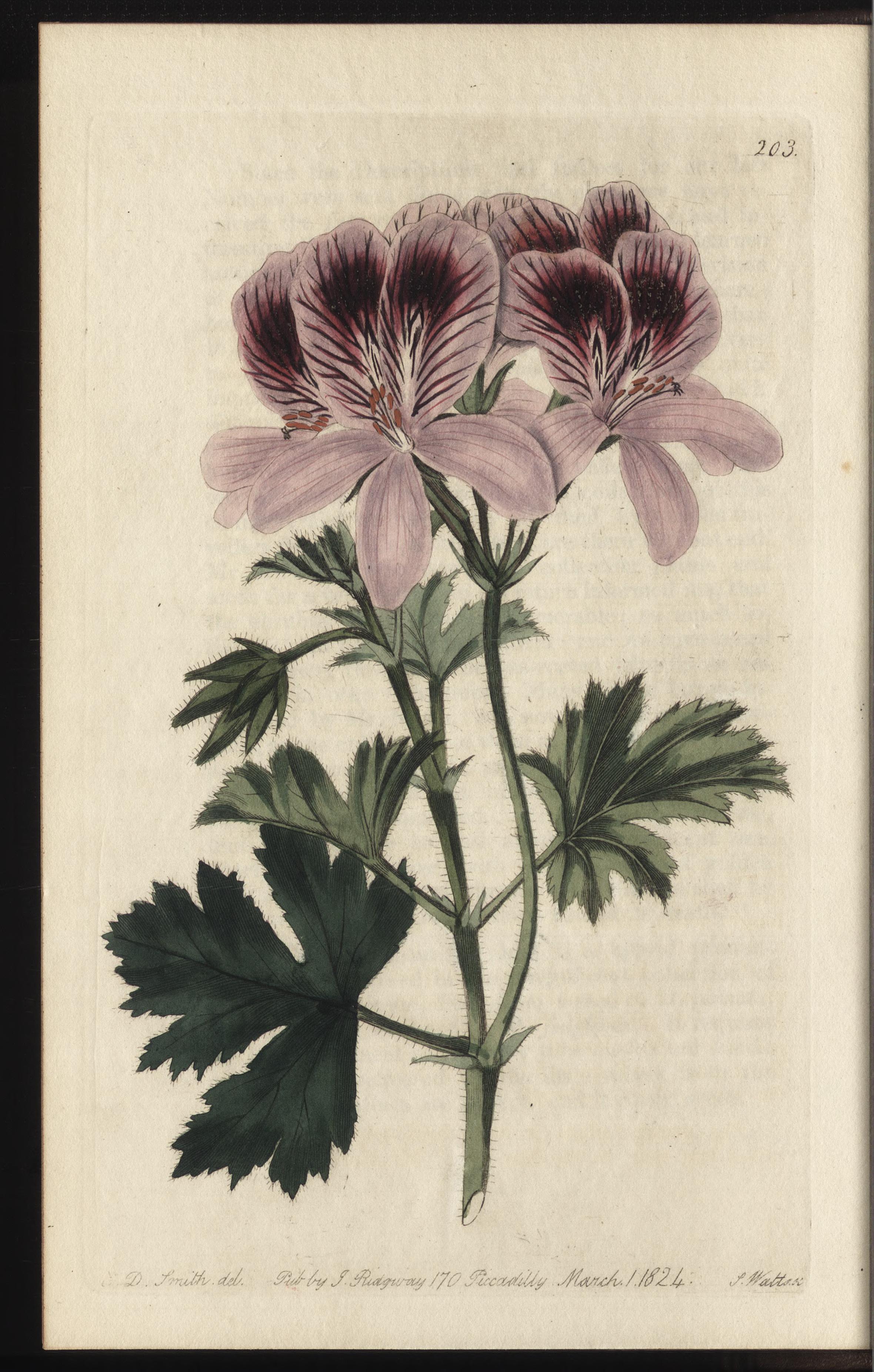 no full size  illustration available (3a)