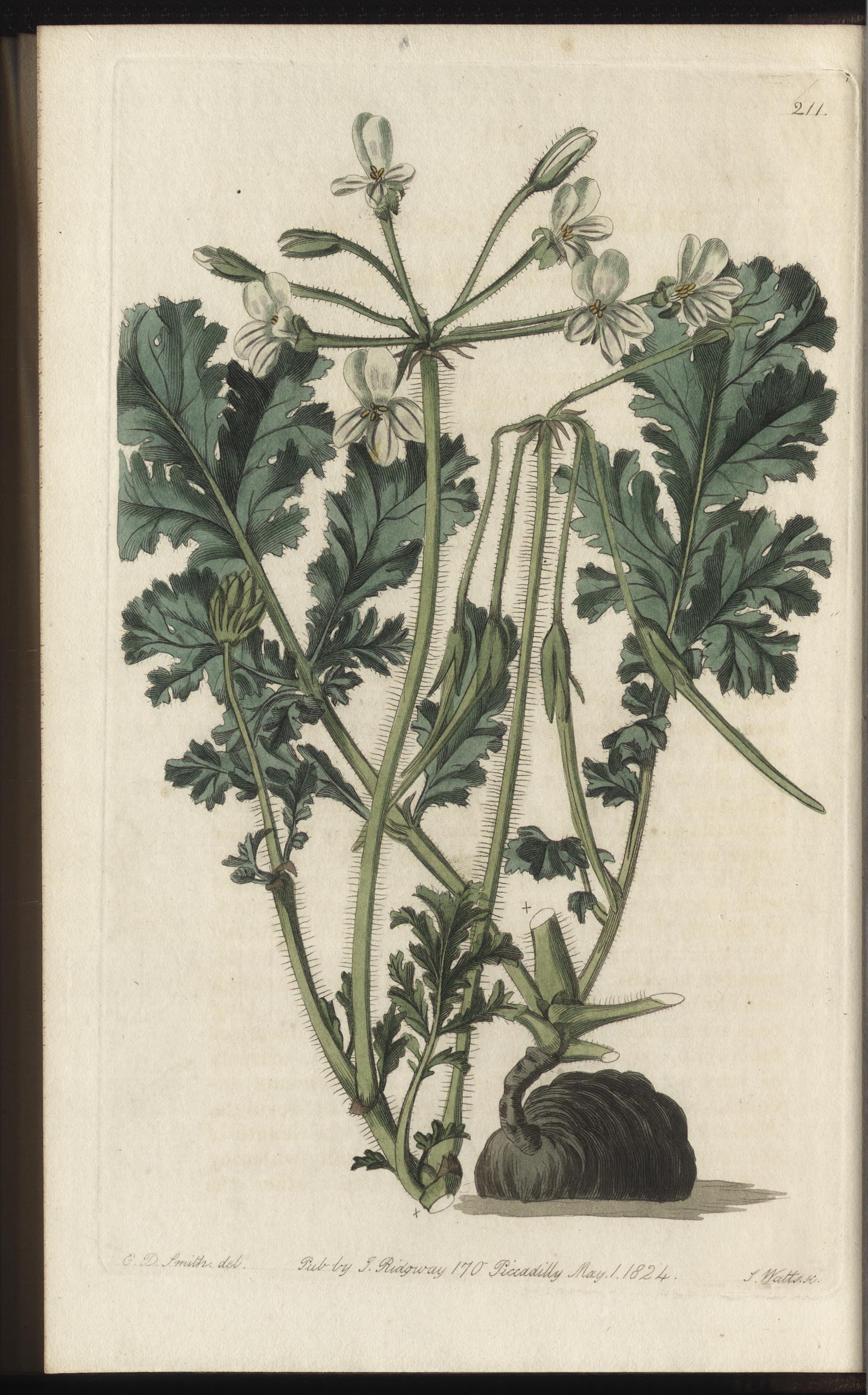 no full size  illustration available (3a)