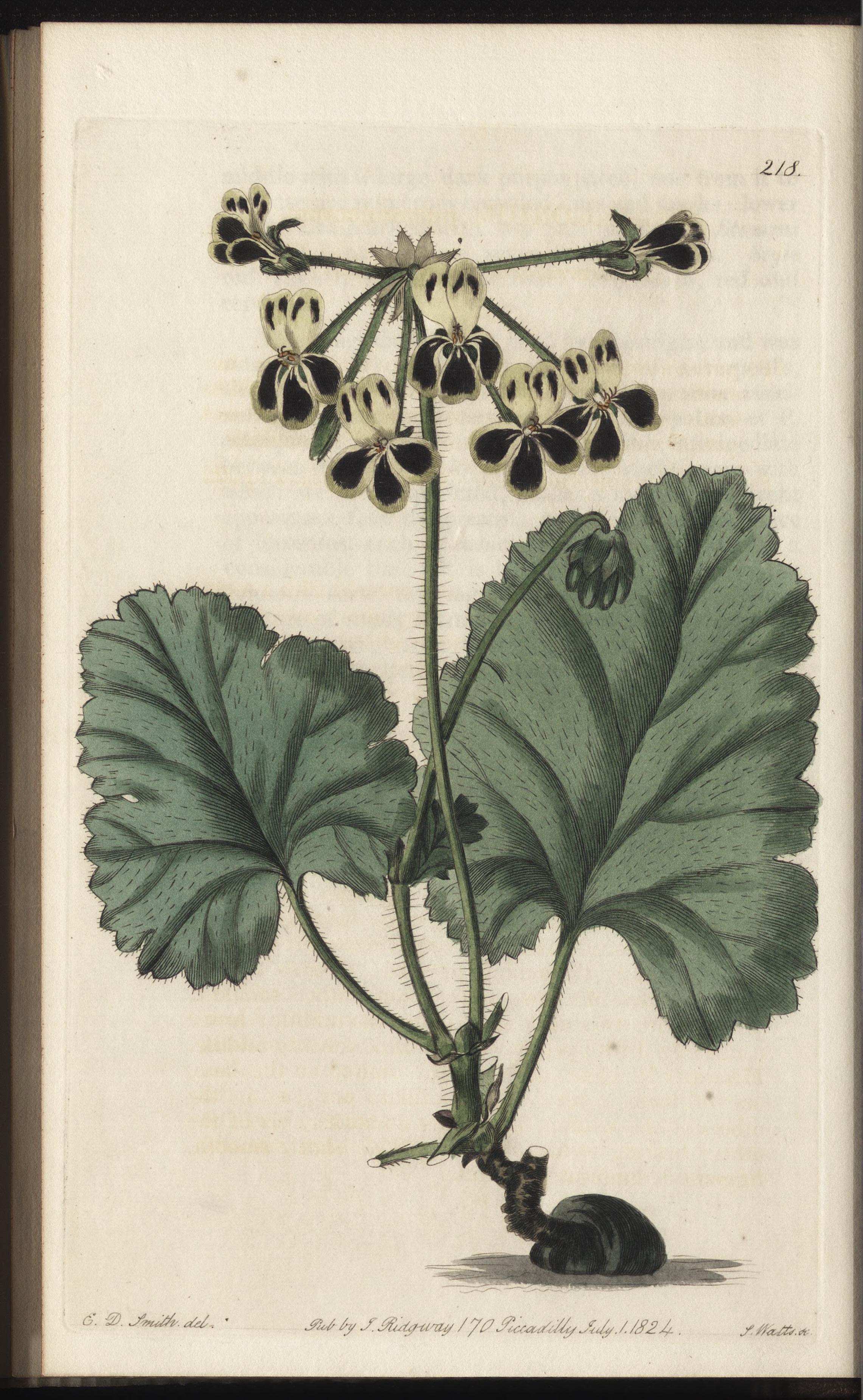 no full size  illustration available (3a)