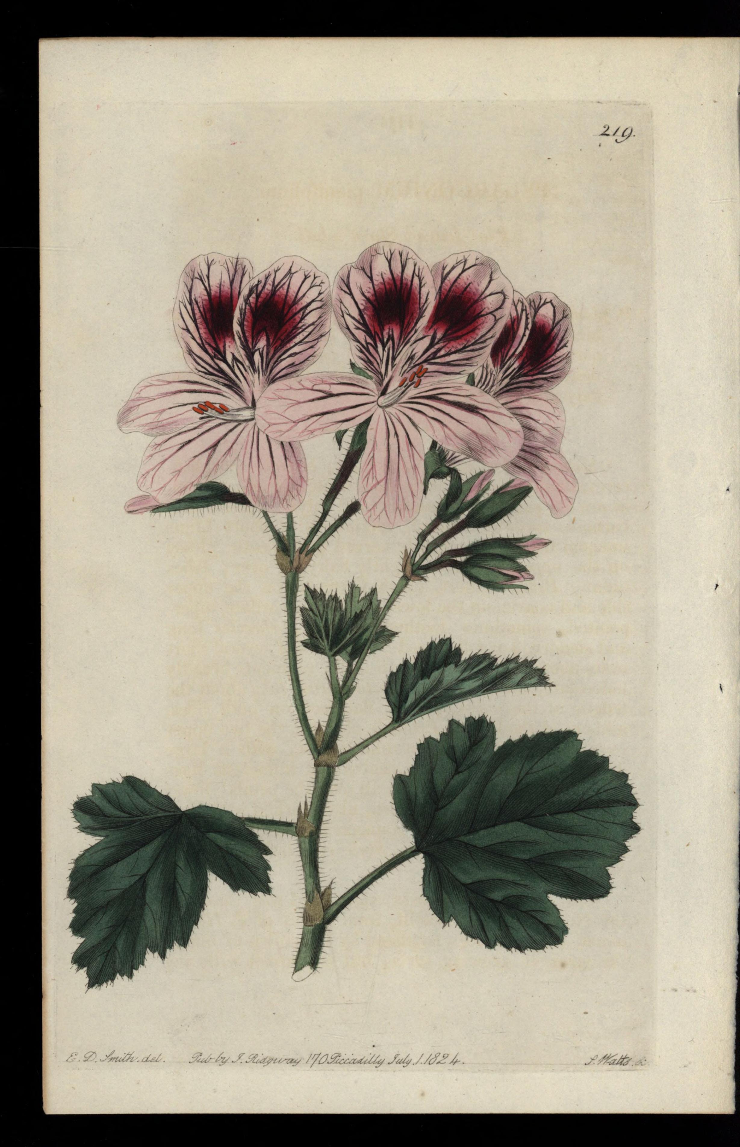 no full size  illustration available (3a)