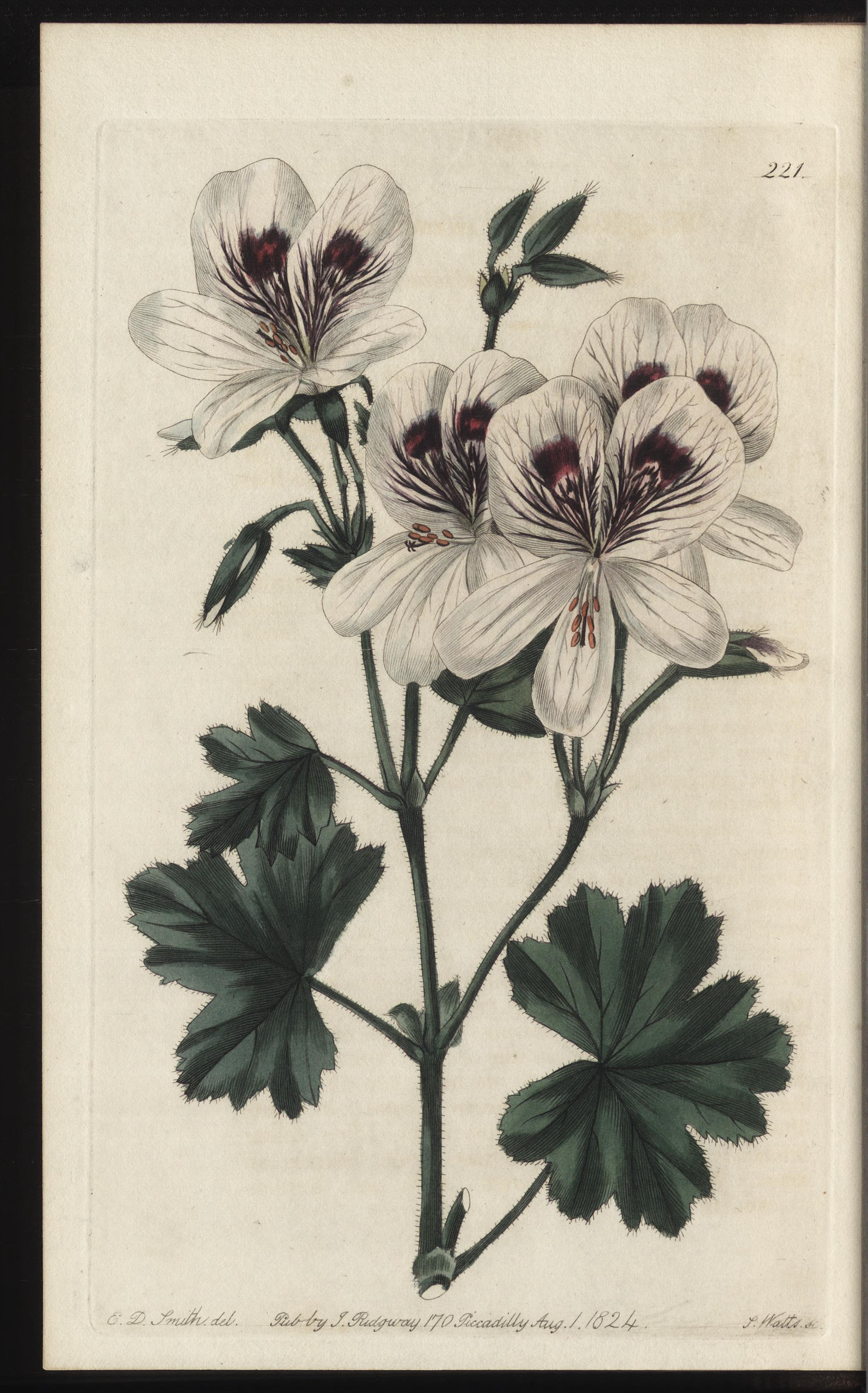 no full size  illustration available (3a)