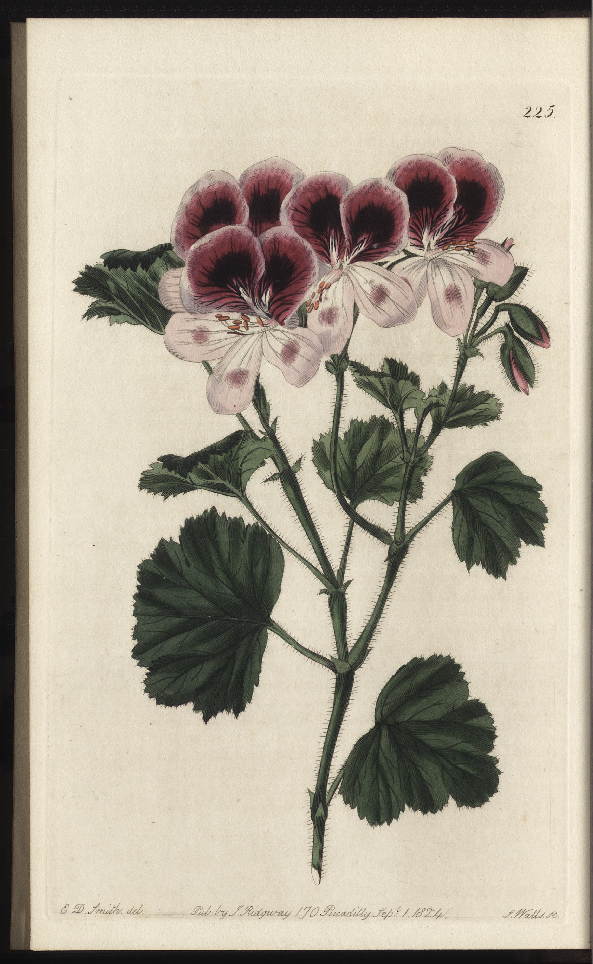 no full size  illustration available (3a)