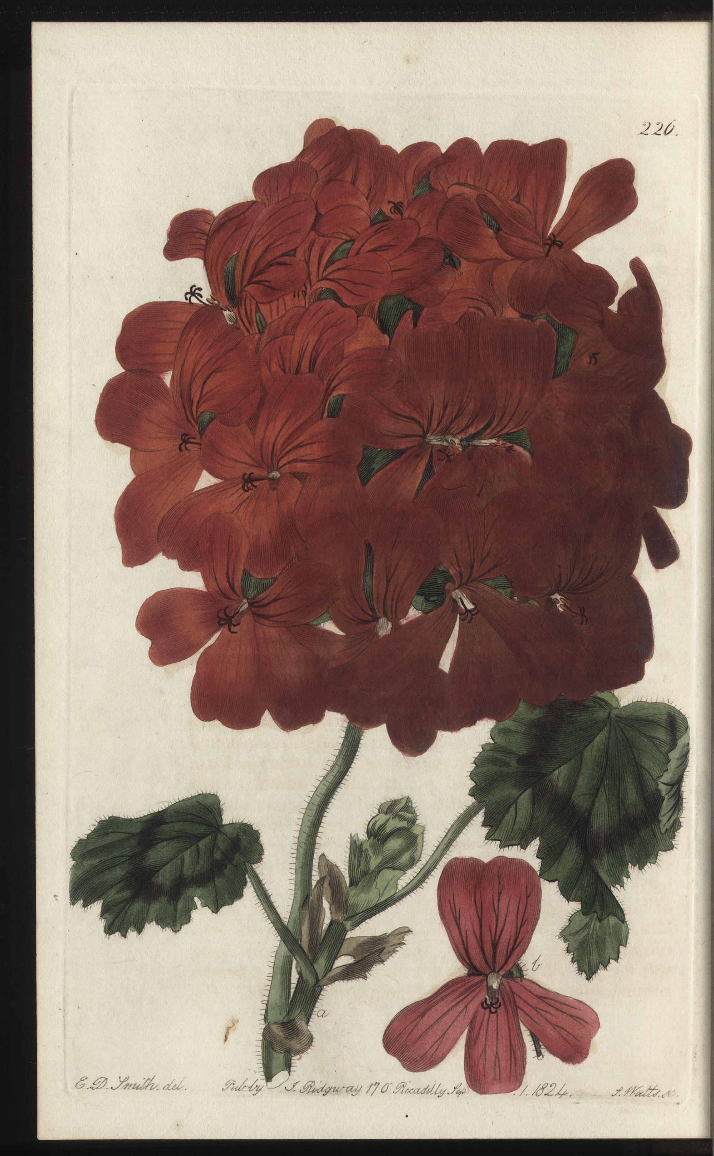 no full size  illustration available (3a)