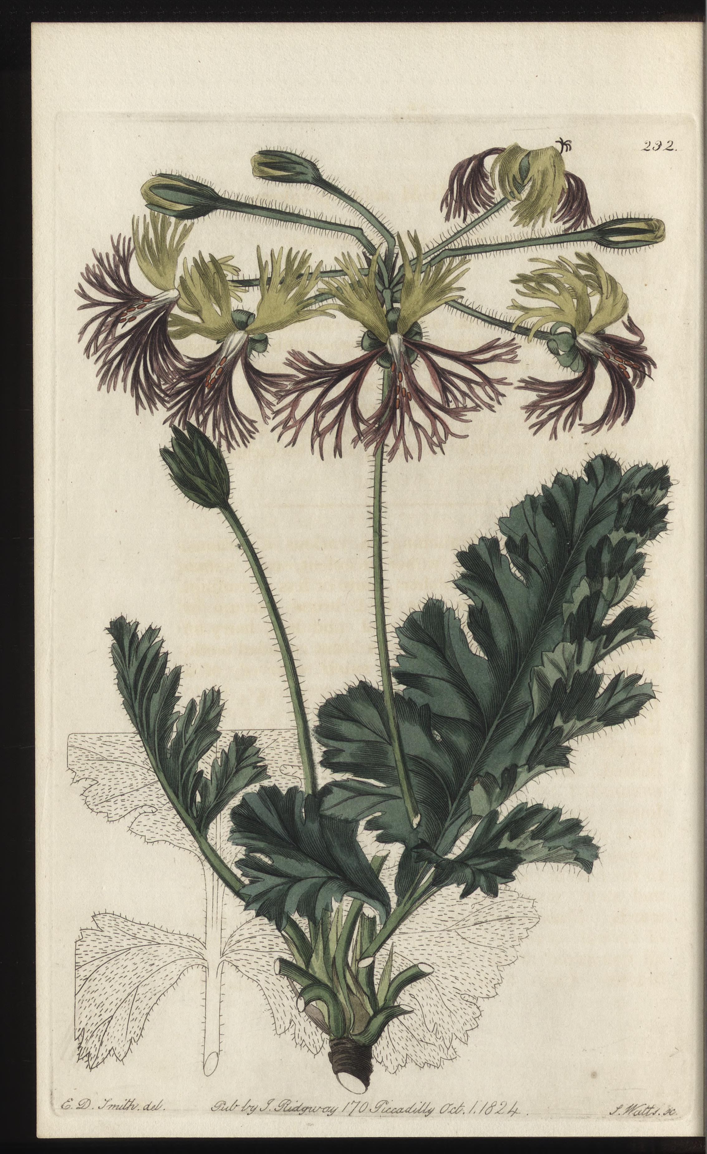 no full size  illustration available (3a)