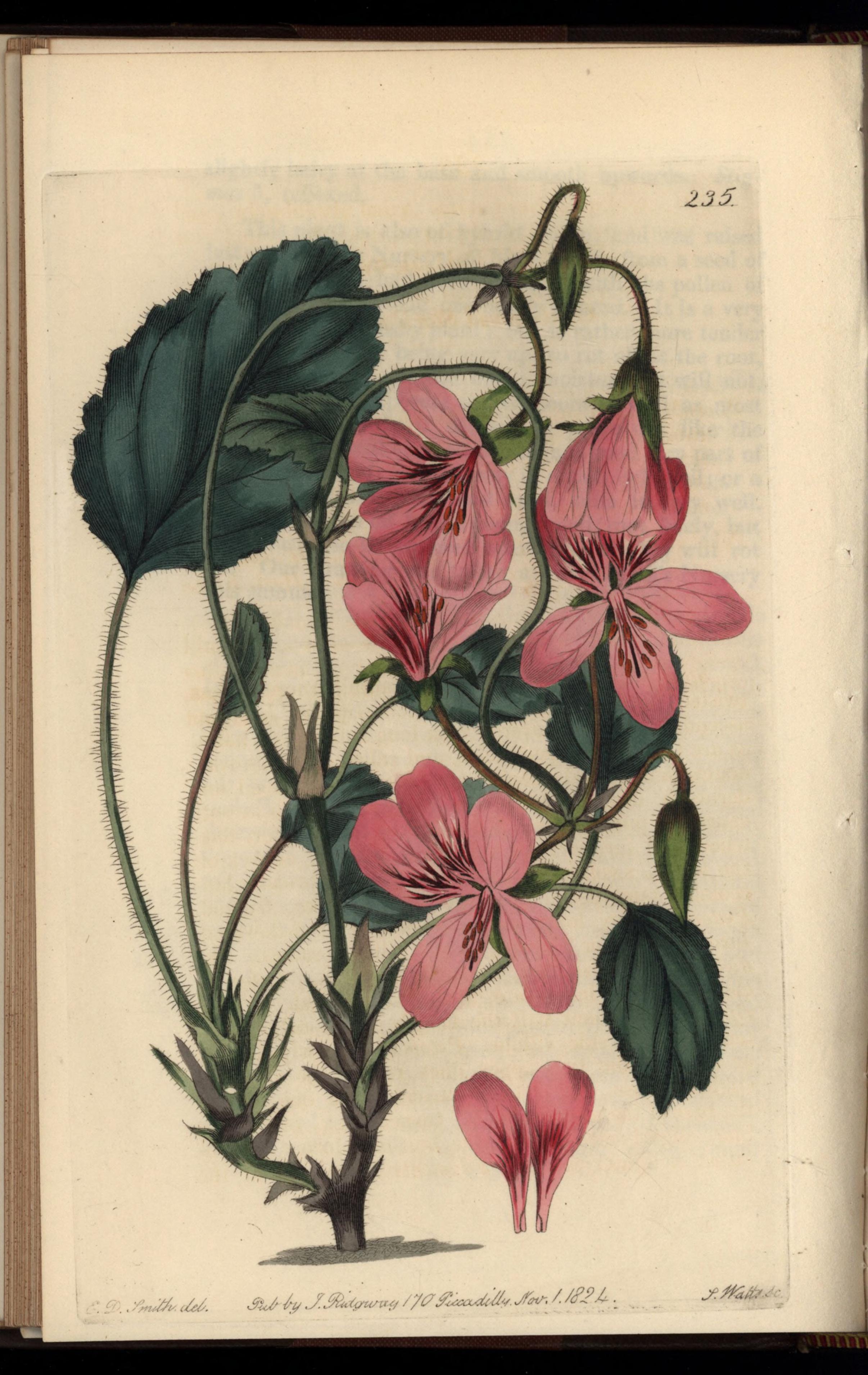 no full size  illustration available (3a)