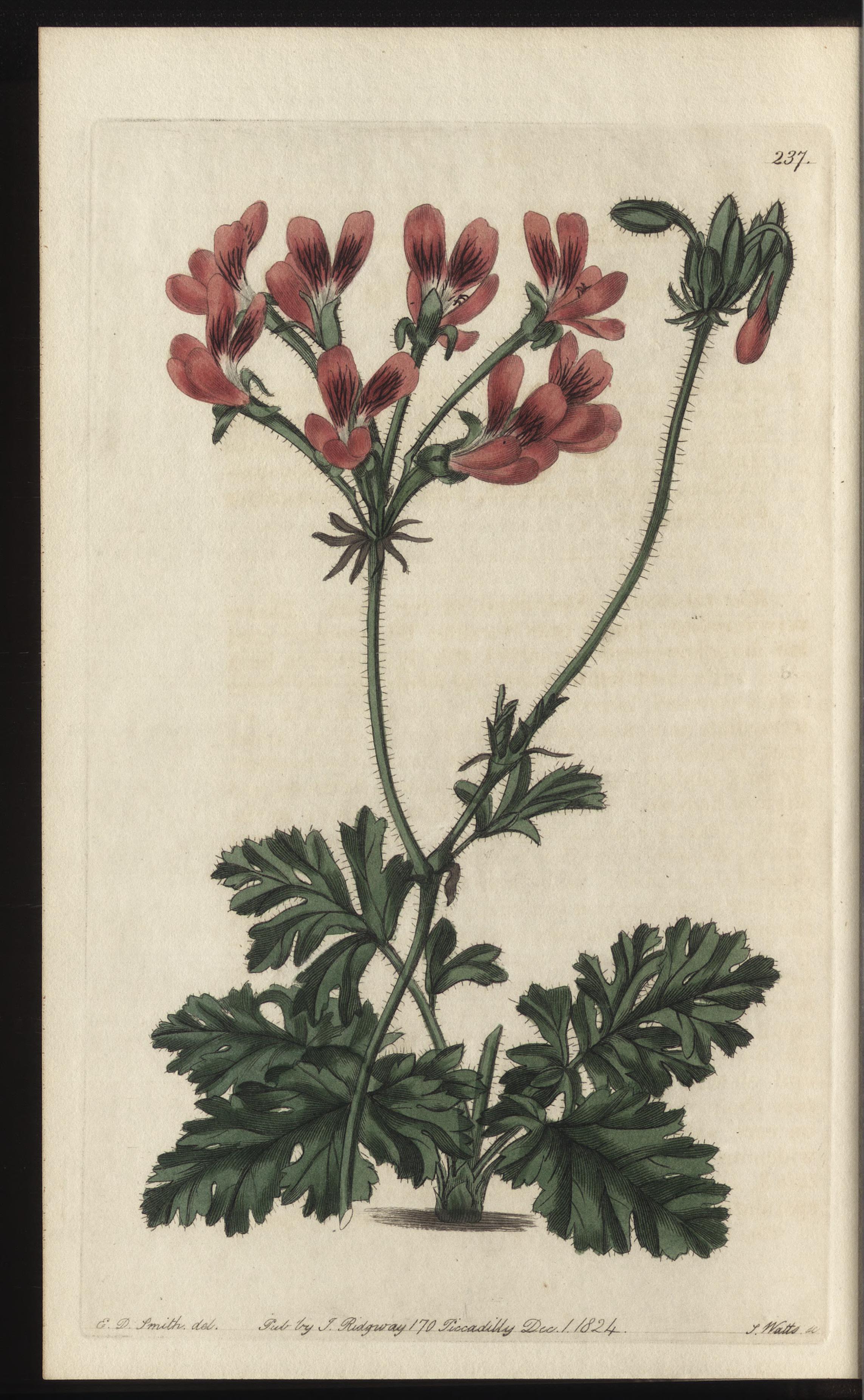 no full size  illustration available (3a)