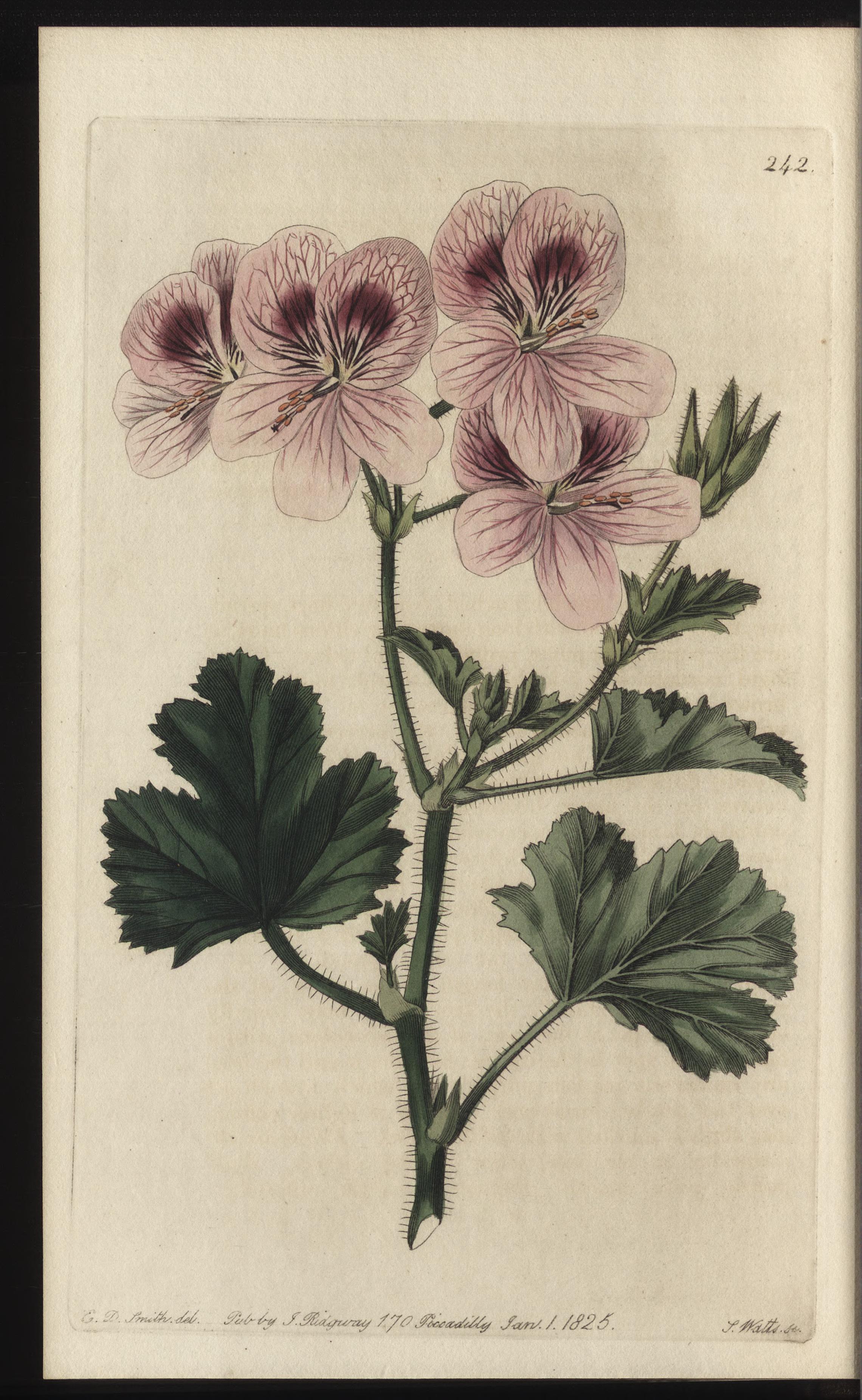 no full size  illustration available (3a)