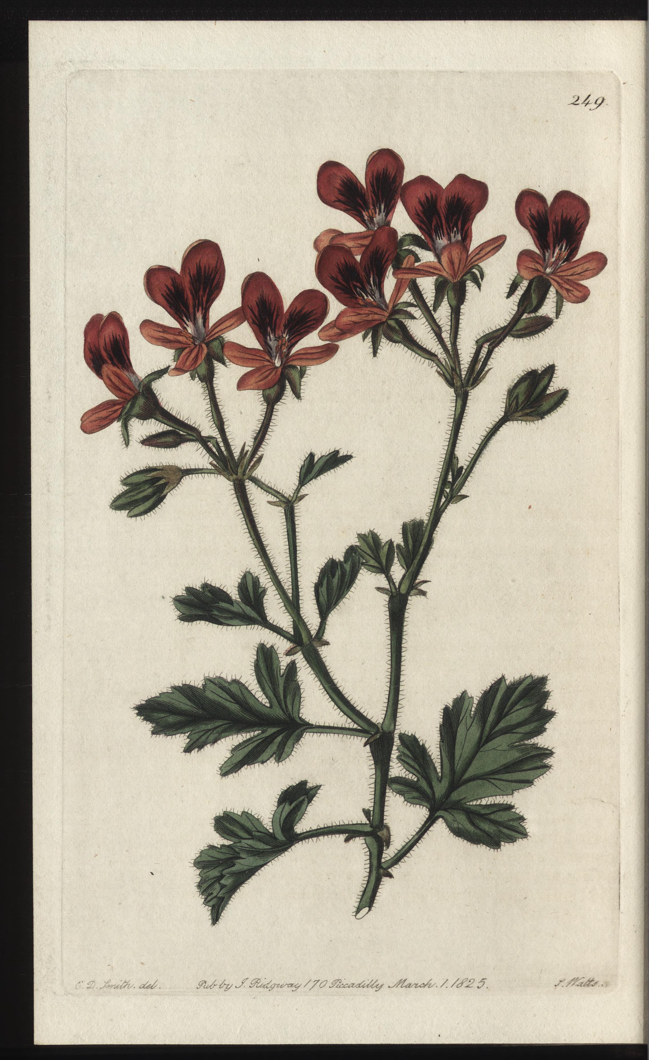 no full size  illustration available (3a)