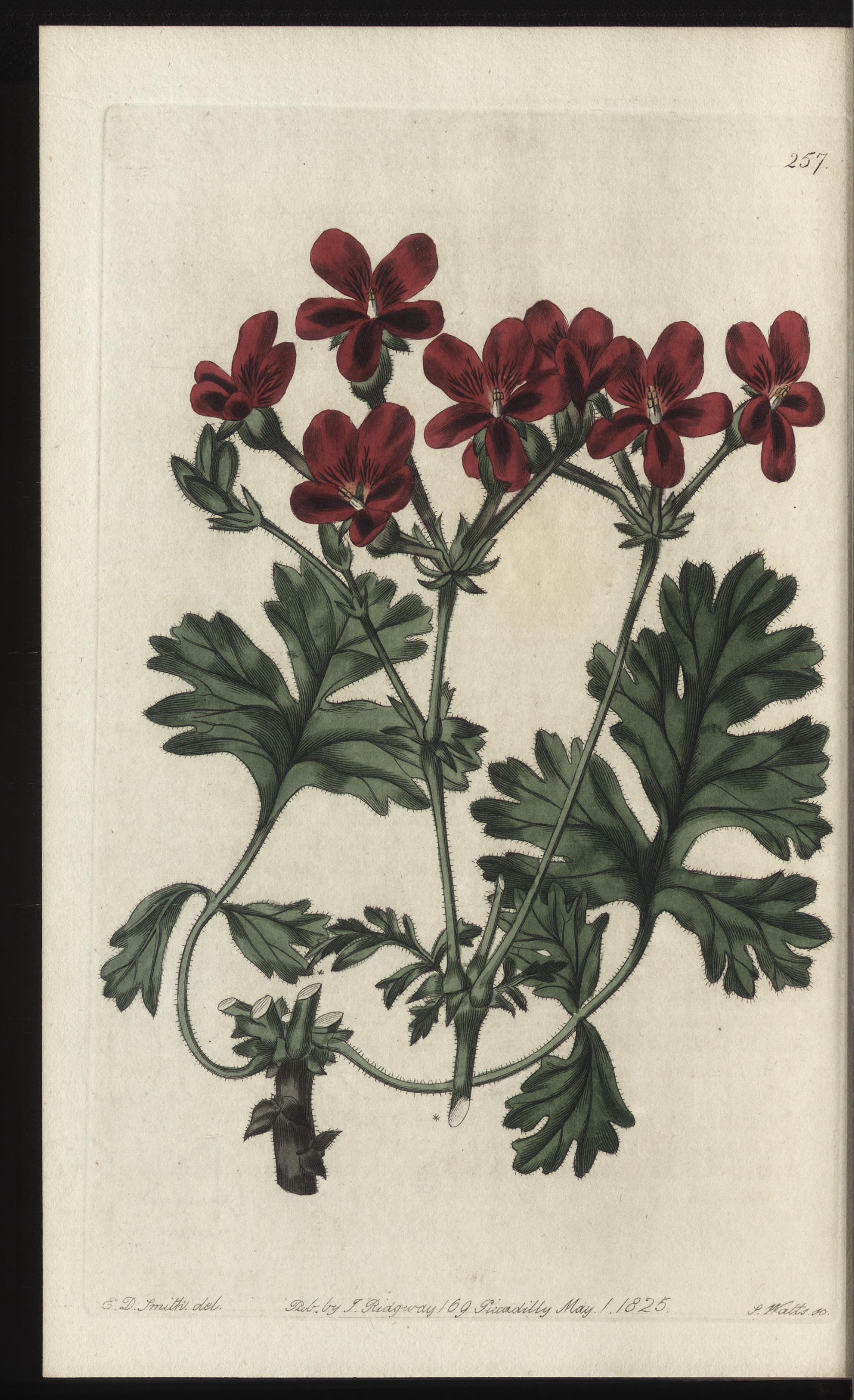 no full size  illustration available (3a)