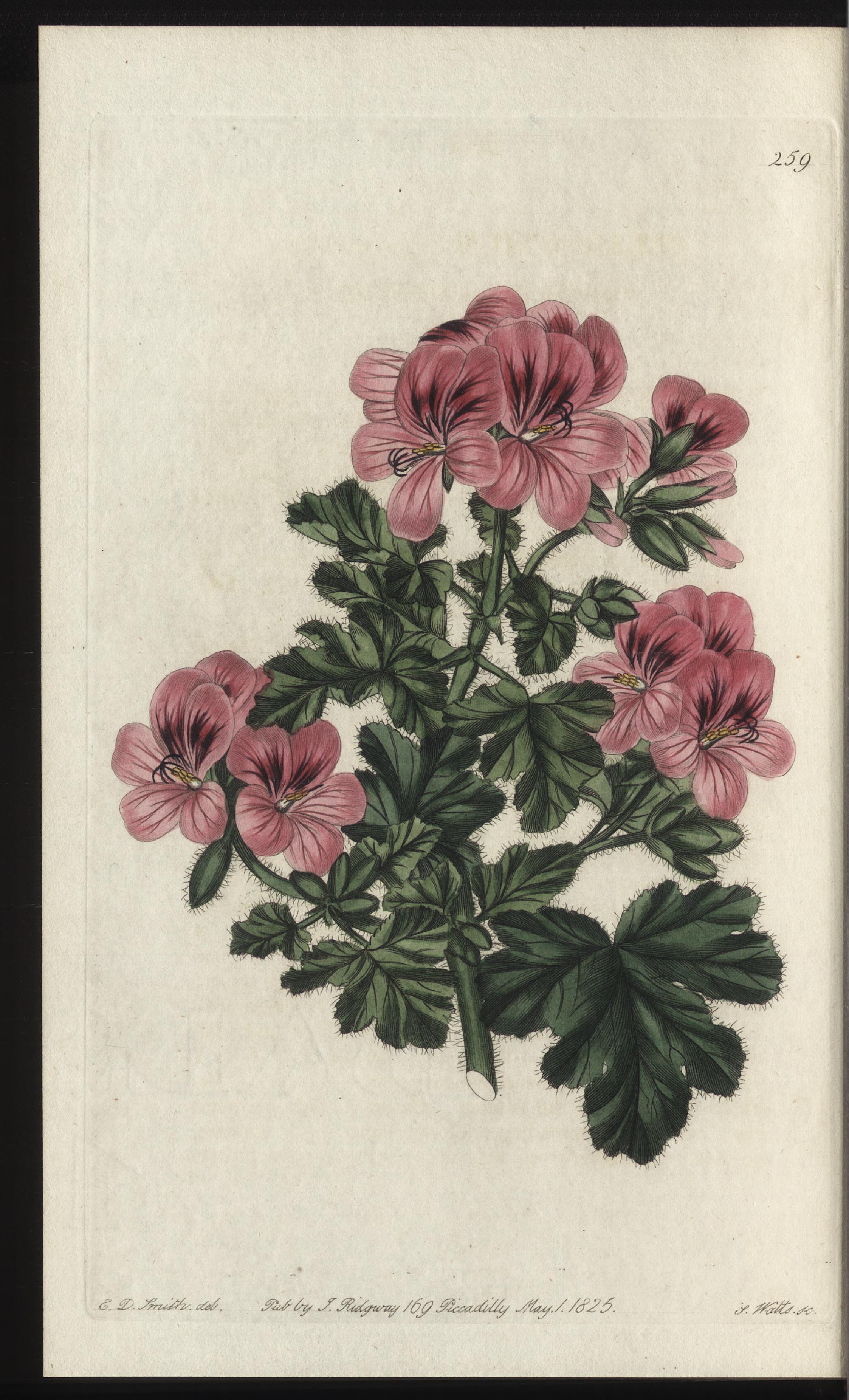 no full size  illustration available (3a)