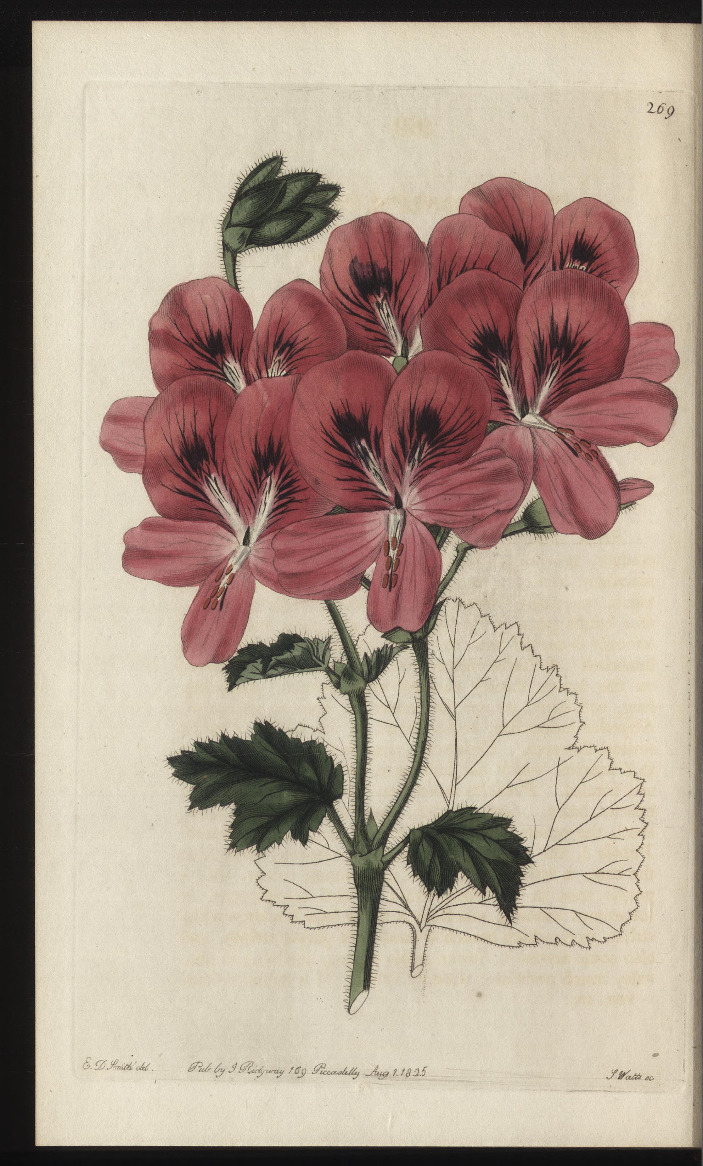 no full size  illustration available (3a)