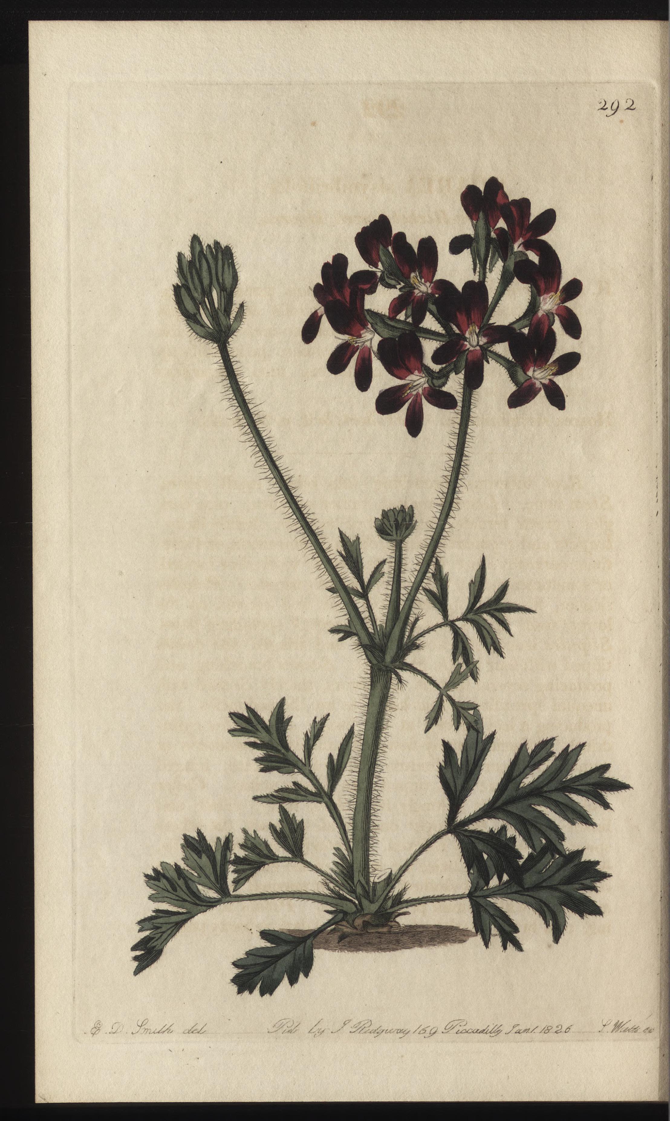 no full size  illustration available (3a)