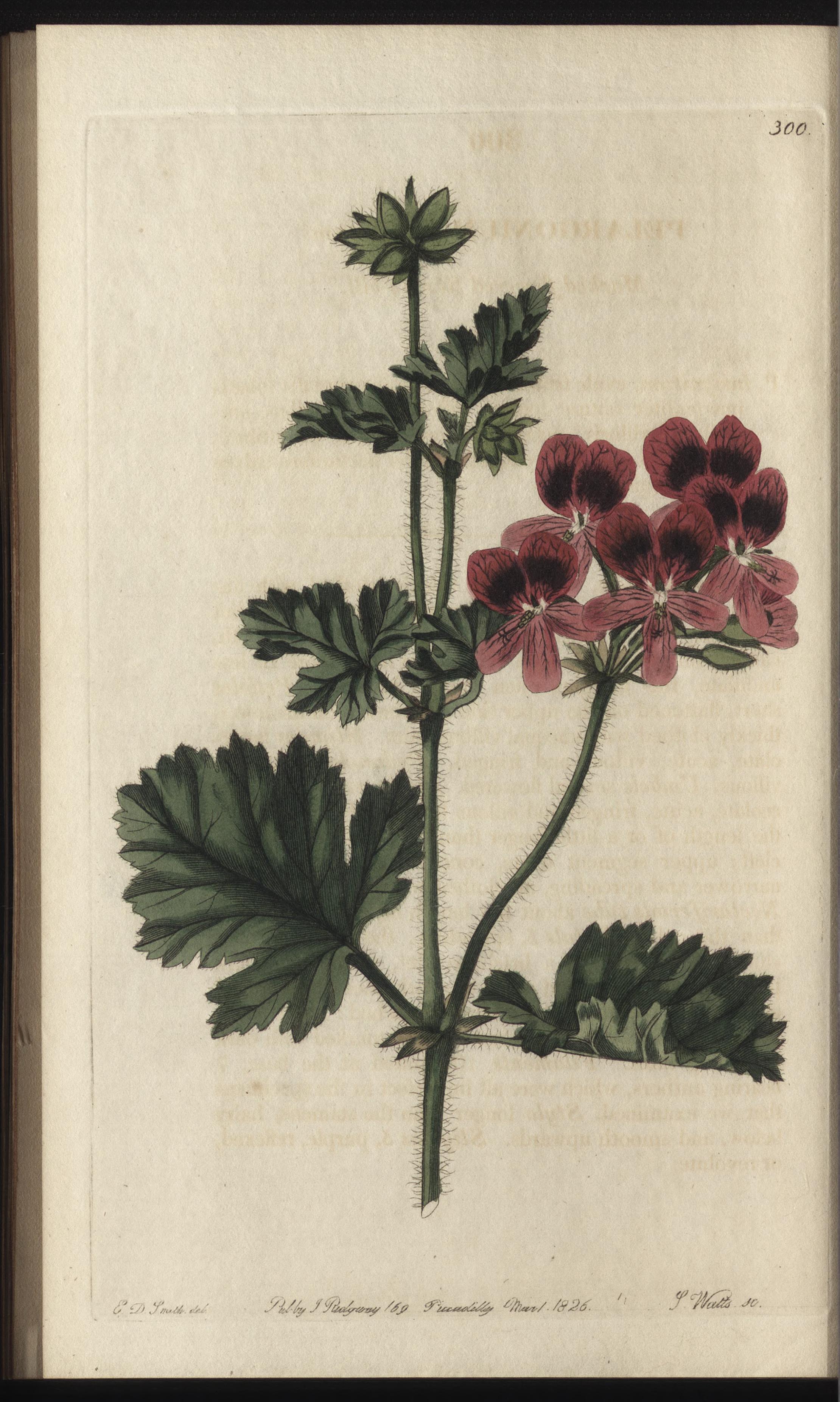 no full size  illustration available (3a)