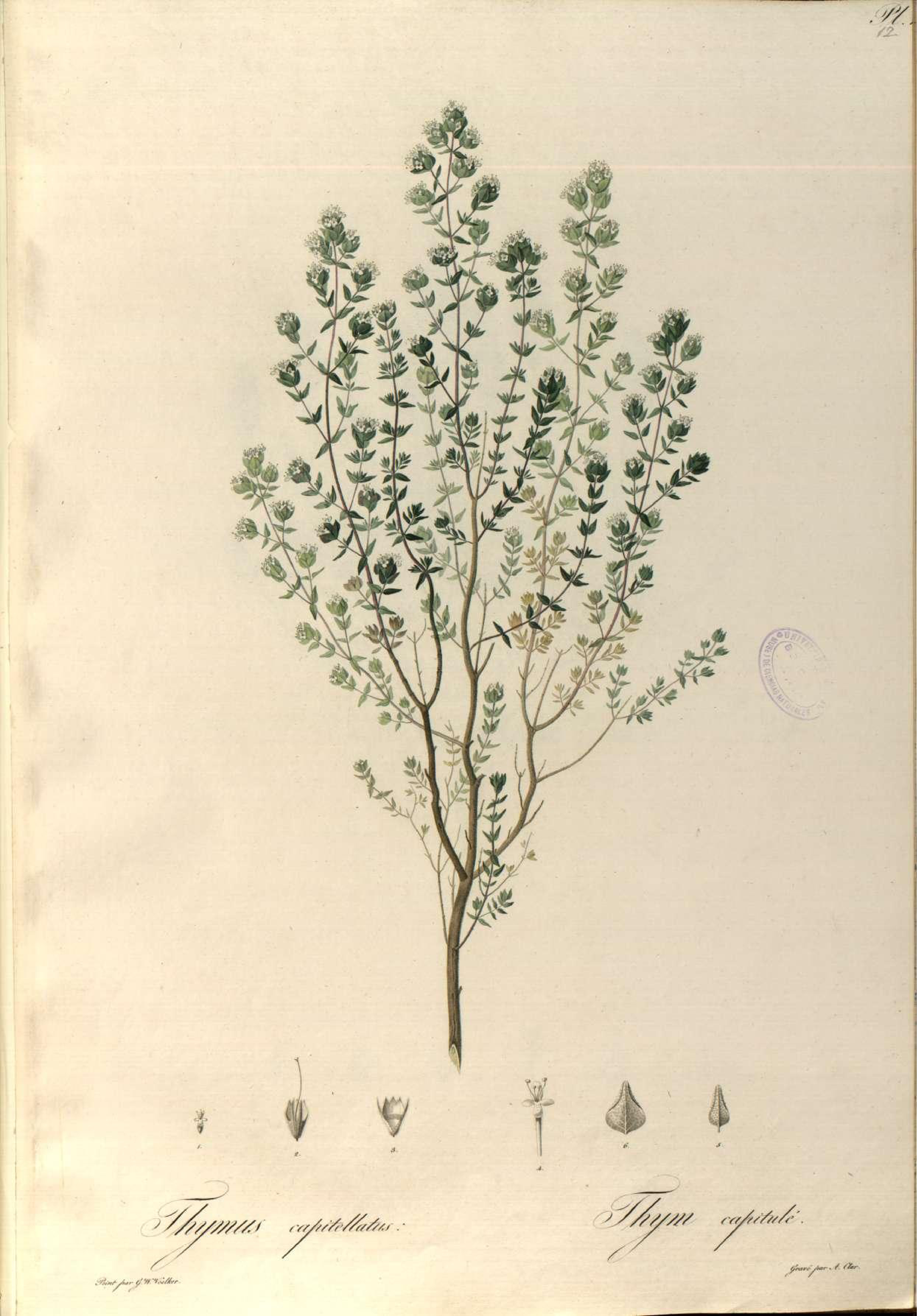 no full size  illustration available (3a)