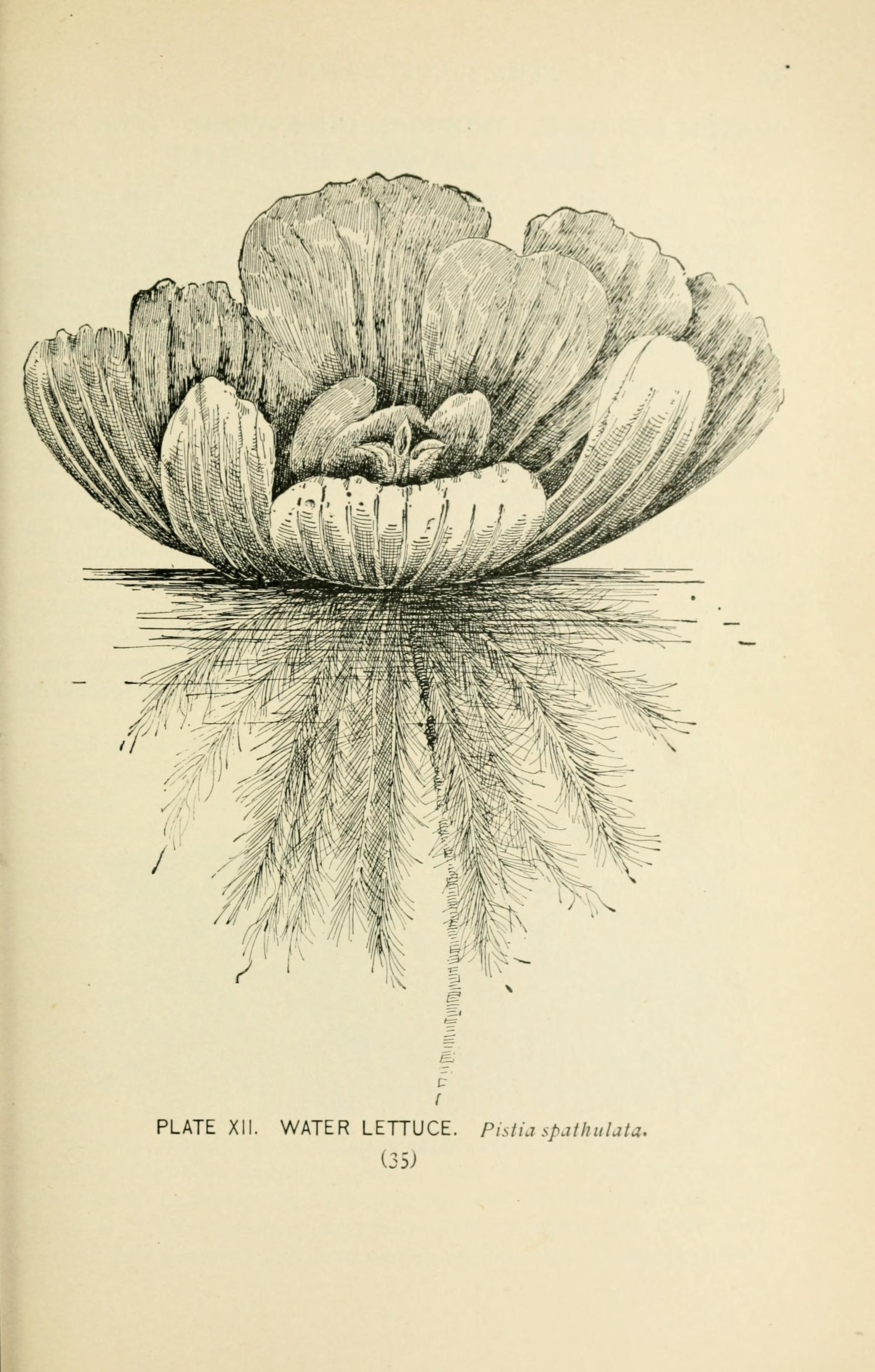 no full size  illustration available (3a)