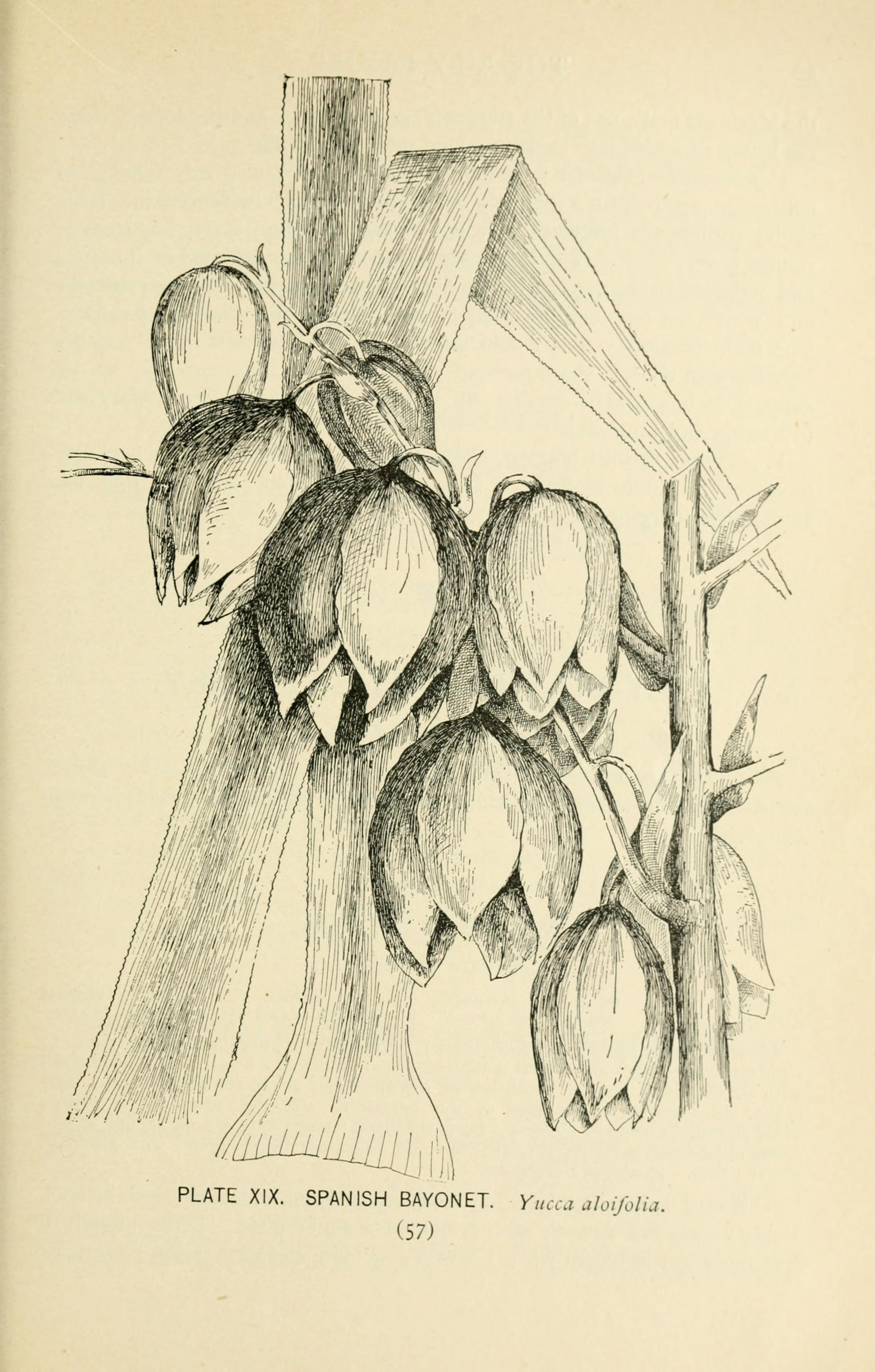 no full size  illustration available (3a)