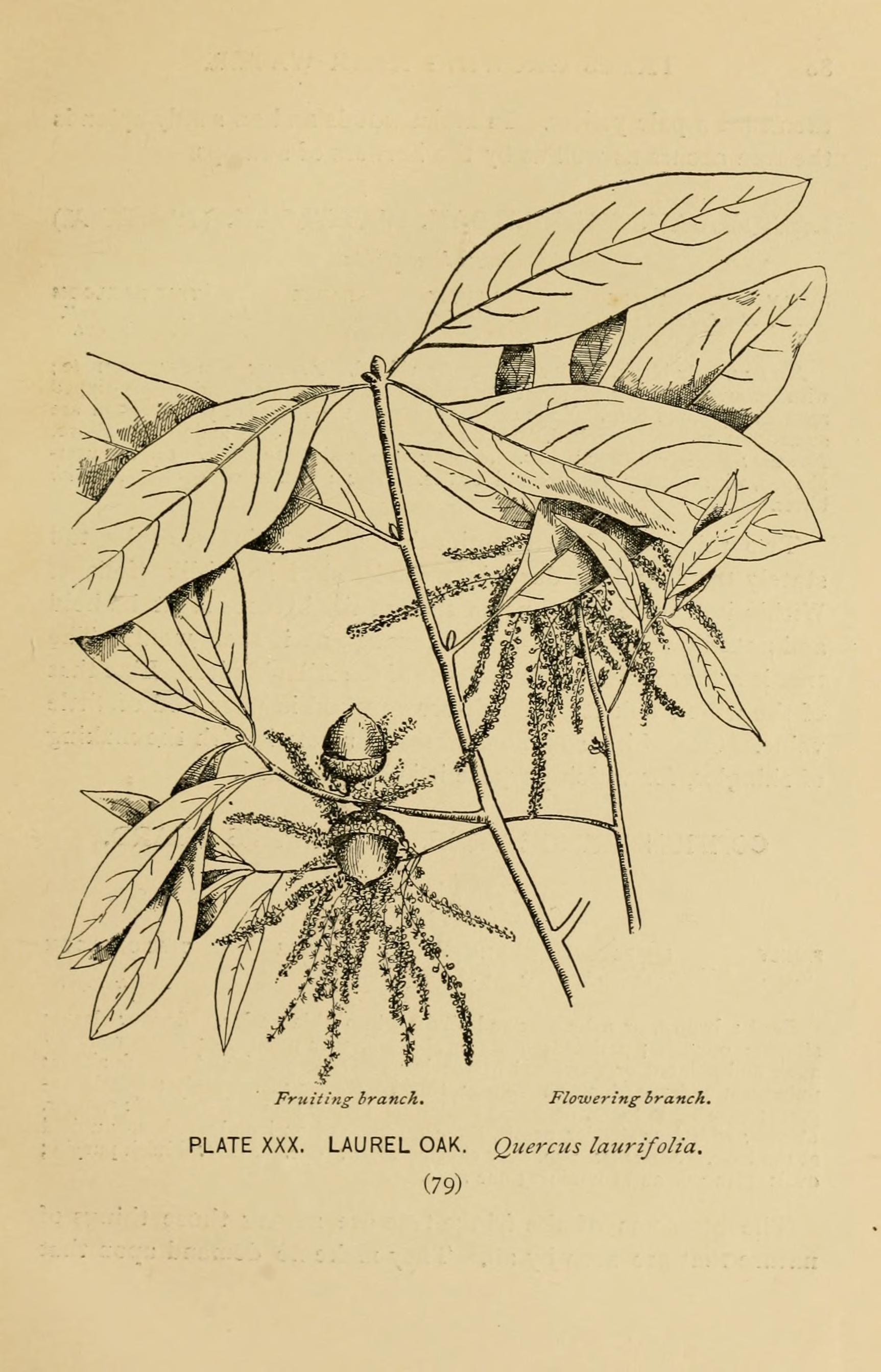 no full size  illustration available (3a)