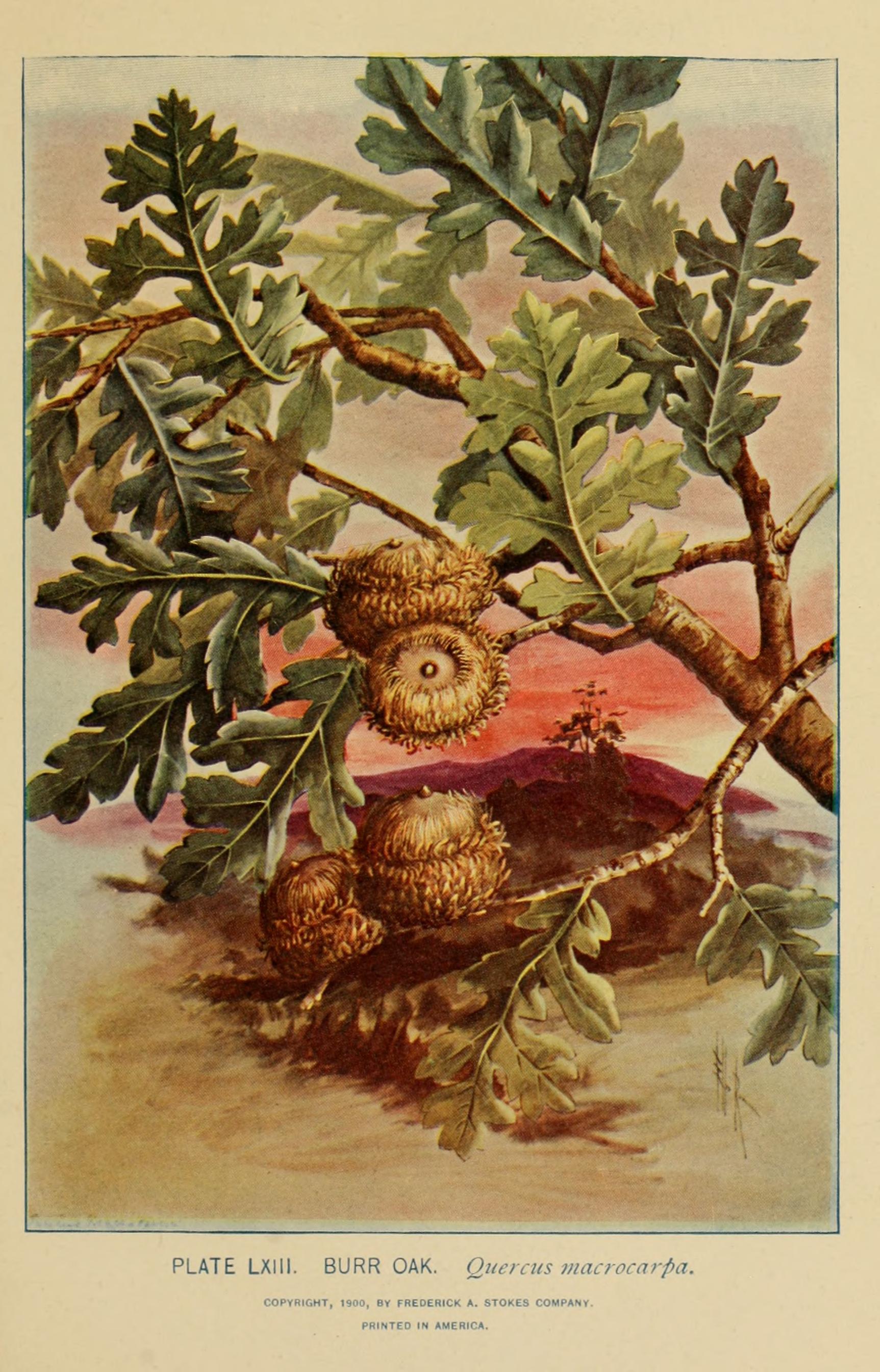 no full size  illustration available (3a)