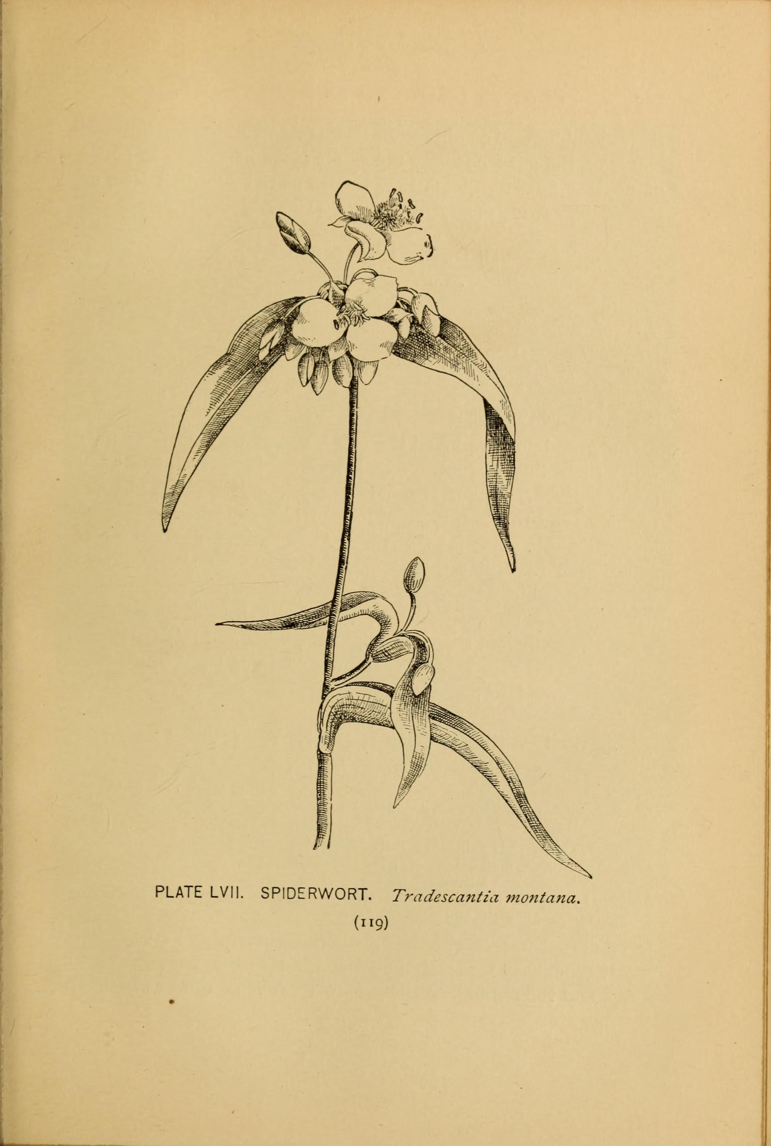 no full size  illustration available (3a)