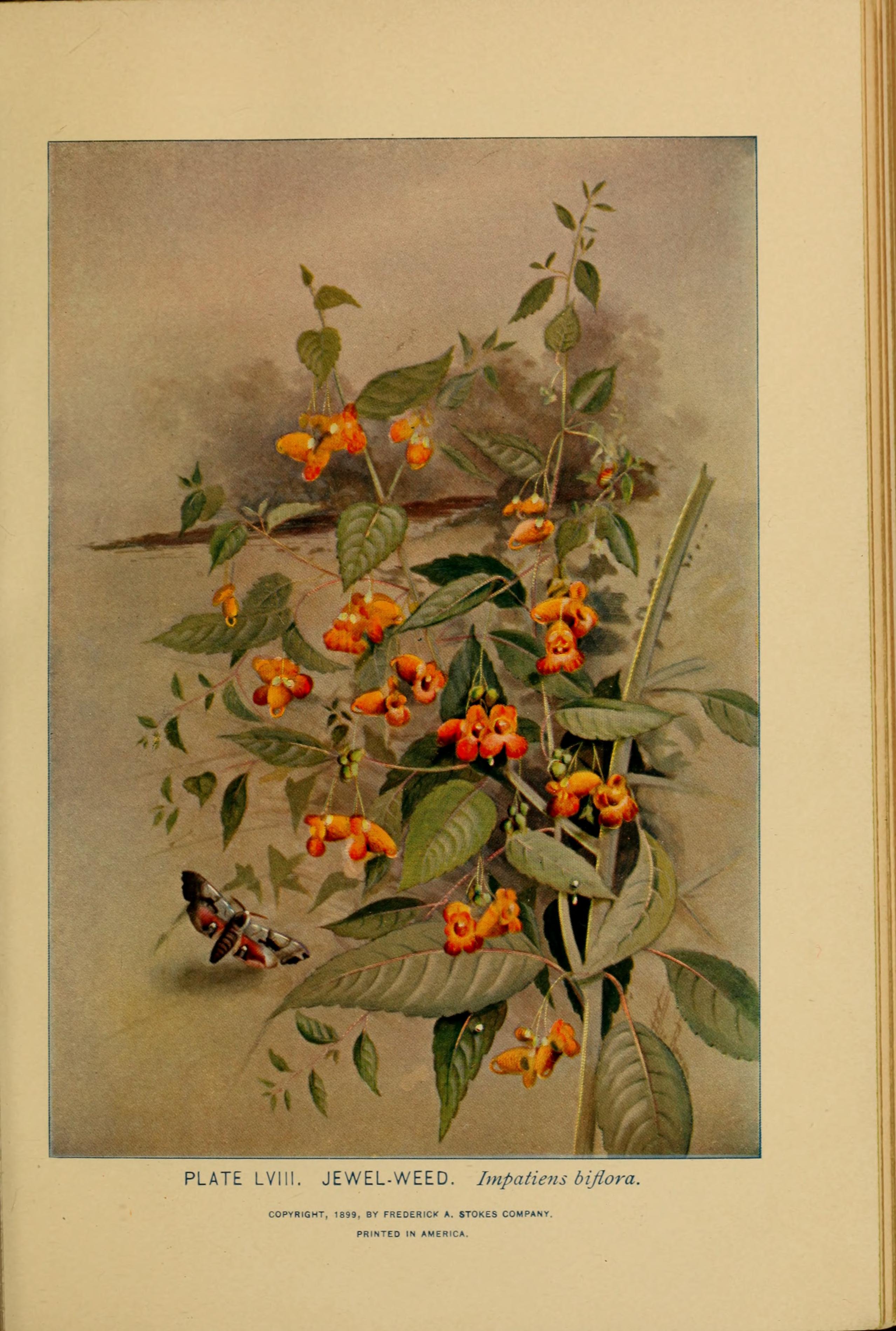 no full size  illustration available (3a)