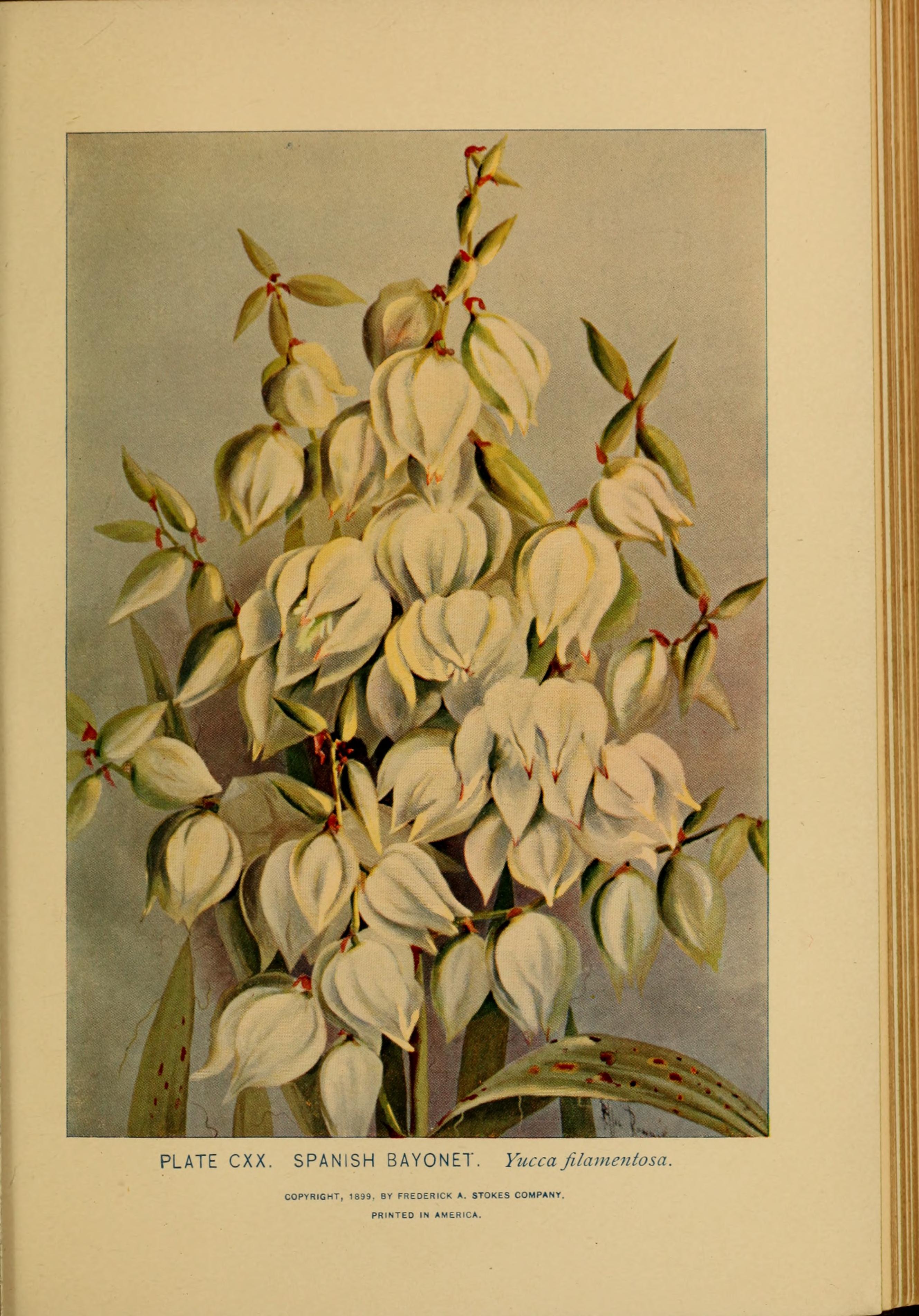 no full size  illustration available (3a)