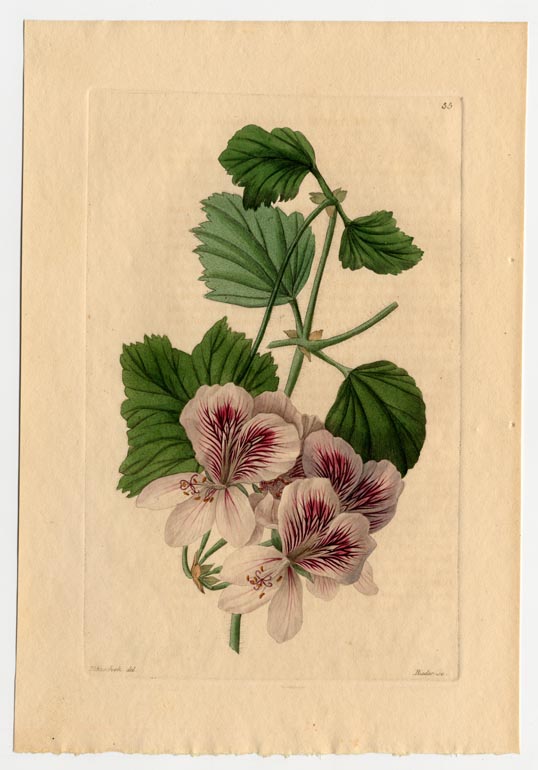 no full size  illustration available (3a)