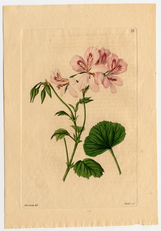 no full size  illustration available (3a)