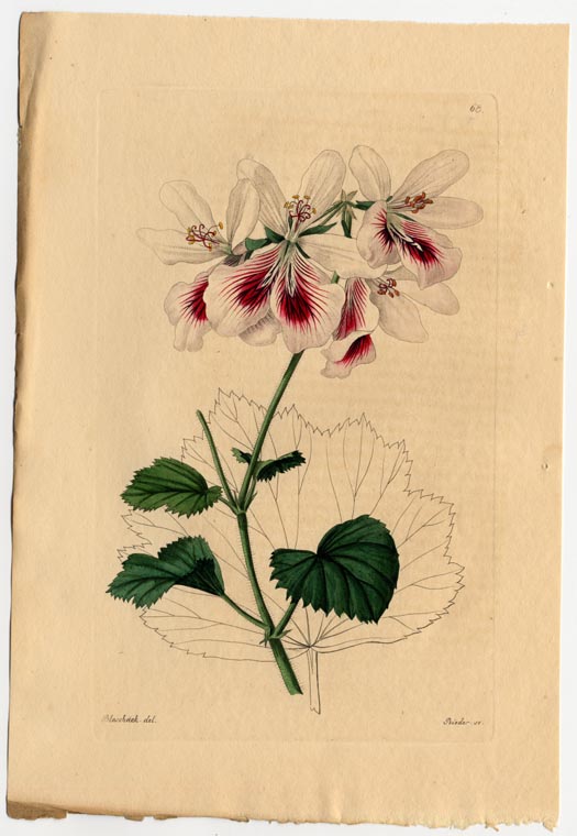 no full size  illustration available (3a)