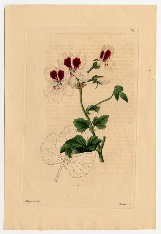 no full size  illustration available (3a)