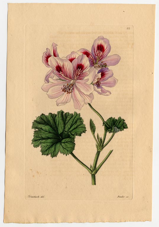 no full size  illustration available (3a)