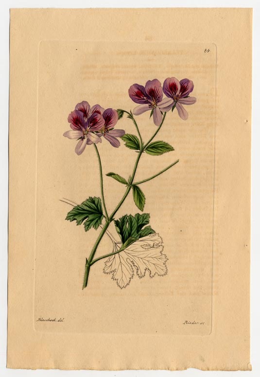 no full size  illustration available (3a)