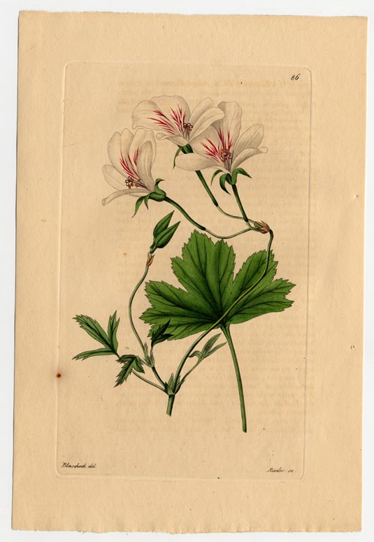 no full size  illustration available (3a)