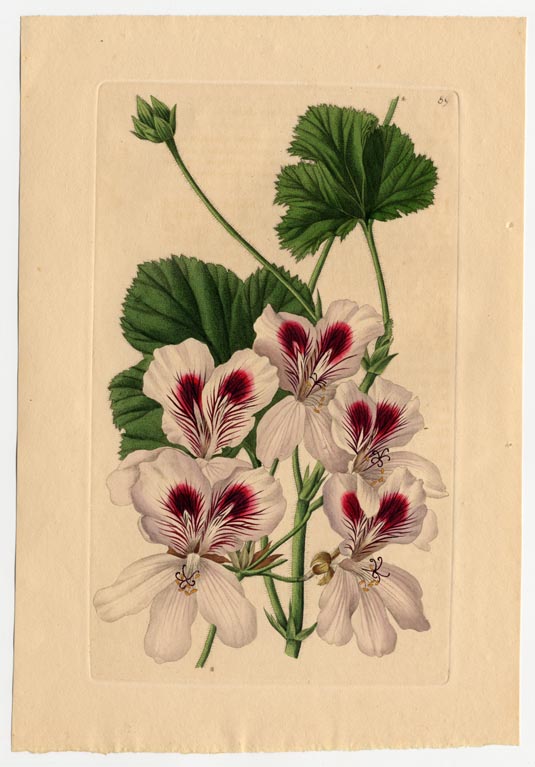 no full size  illustration available (3a)