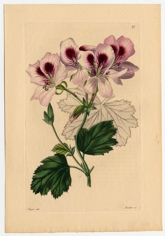 no full size  illustration available (3a)