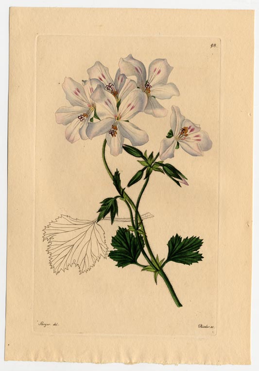 no full size  illustration available (3a)