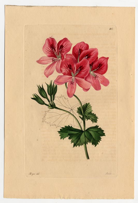 no full size  illustration available (3a)