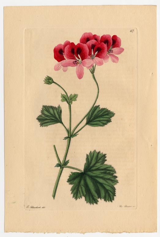 no full size  illustration available (3a)